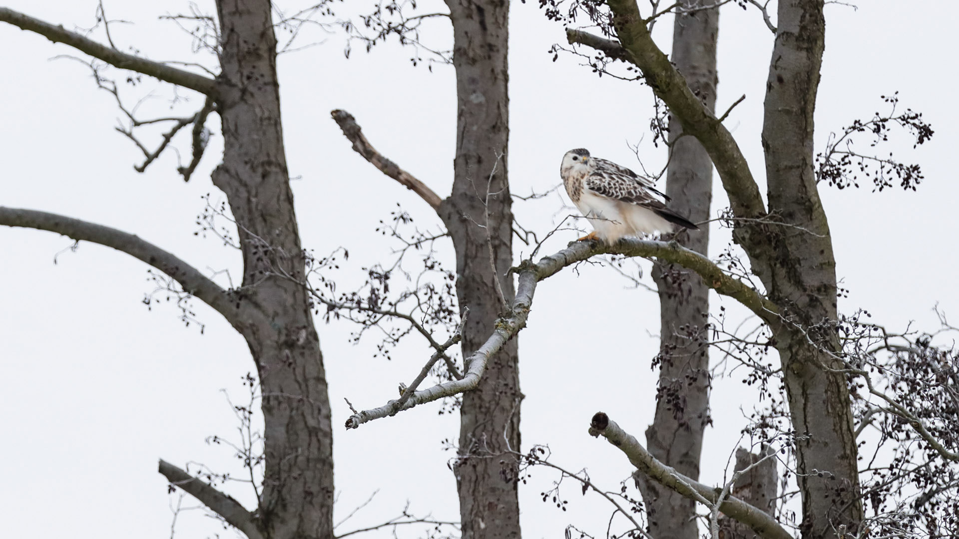 Canon EOS-1D X Mark II sample photo. Buzzard hunters trophy photography