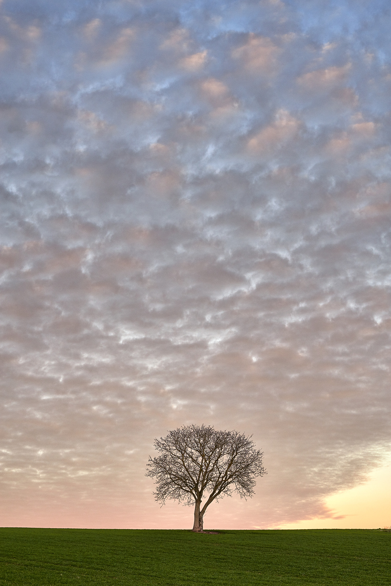 Nikon D800 sample photo. Lone tree at sunset photography