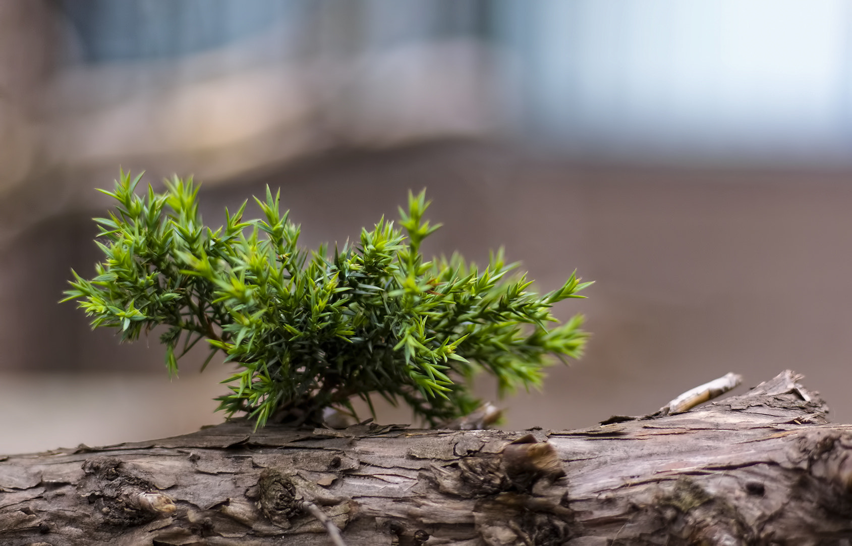 Canon EOS 50D + Canon EF 50mm F1.8 STM sample photo. Sprut photography