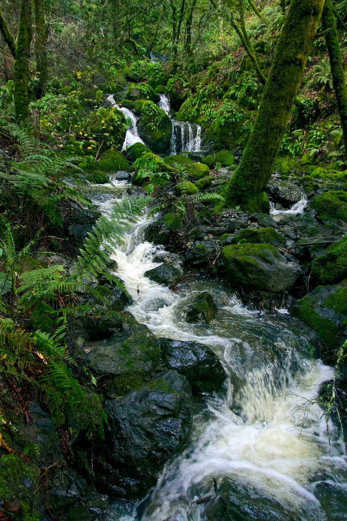 Canon EOS 40D + Canon EF 17-40mm F4L USM sample photo. Carson falls trail marin county california photography