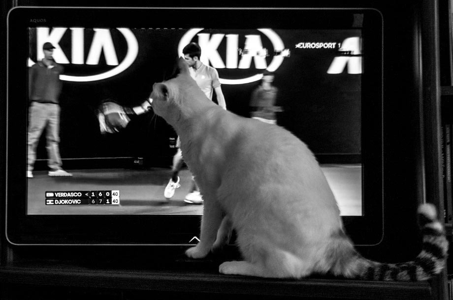Nikon D300 sample photo. Djokovic fan photography