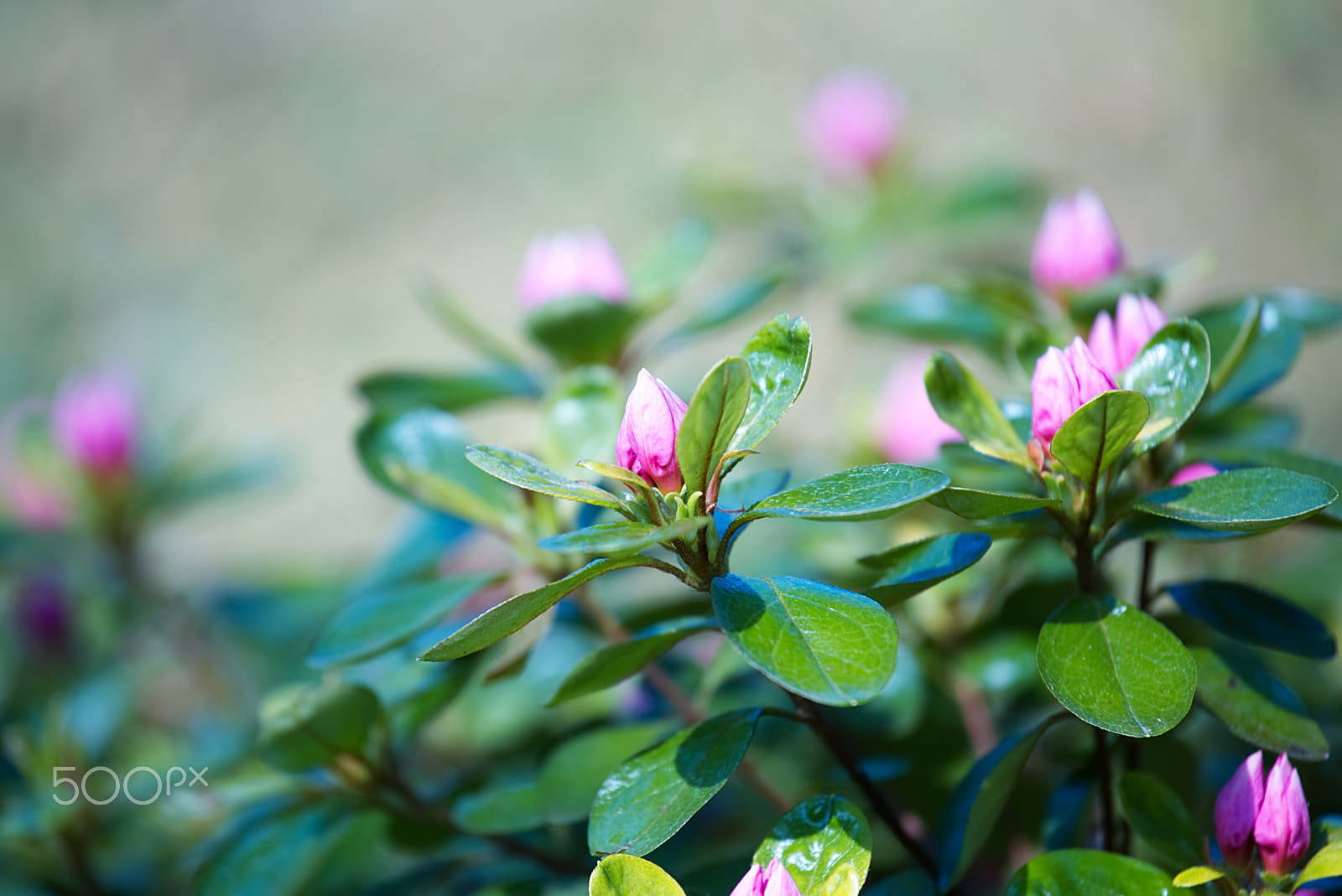 Canon EF 70-200mm F4L USM sample photo. Pink flowers photography