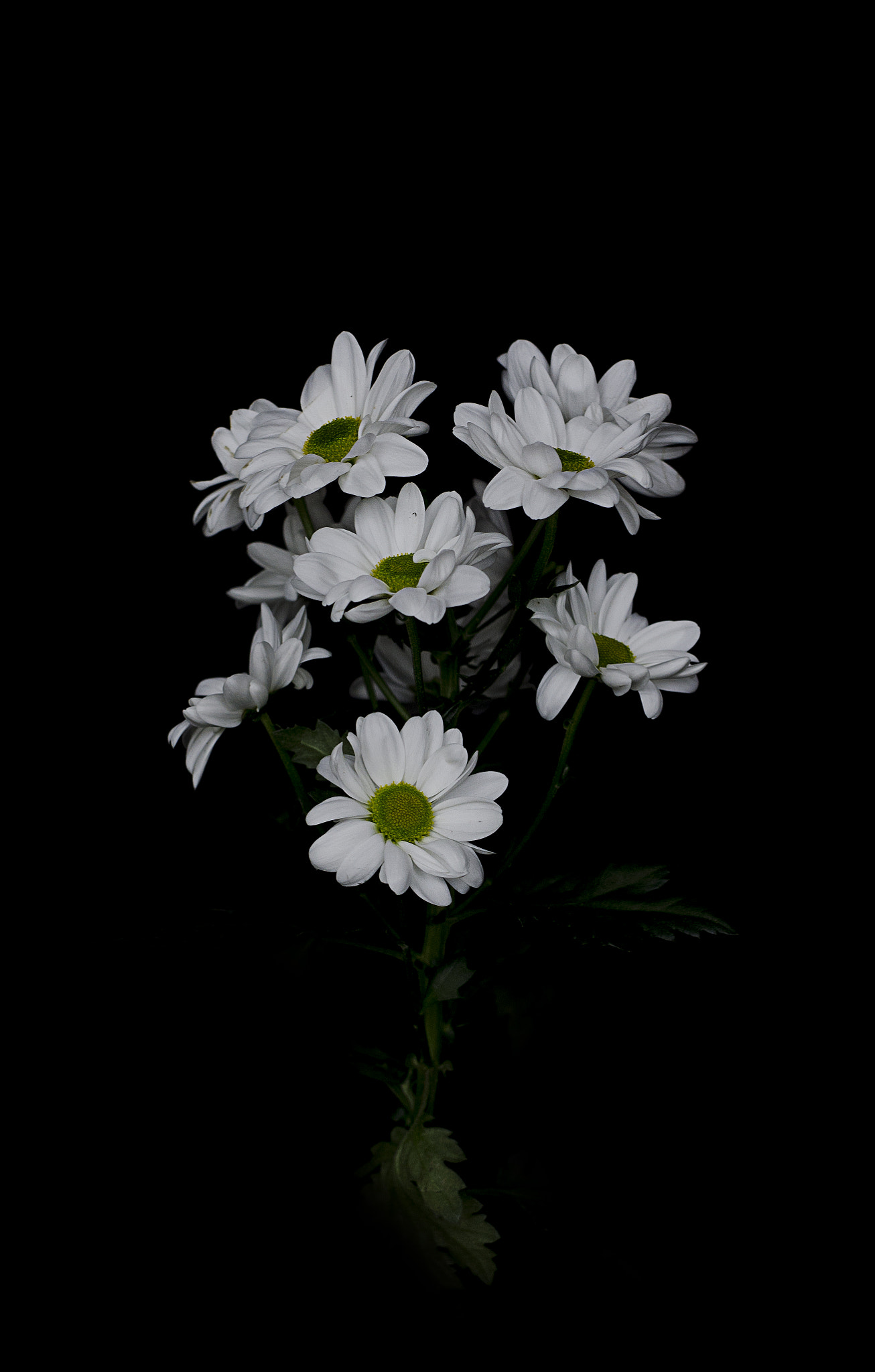 Nikon D7000 sample photo. Flowers on black photography