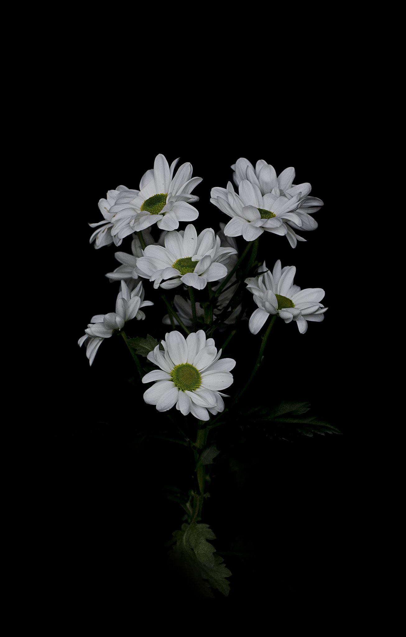 Nikon D7000 + Sigma 50mm F1.4 DG HSM Art sample photo. Flowers on black photography