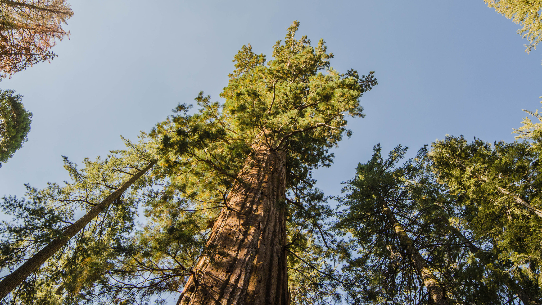 Samyang 14mm F2.8 ED AS IF UMC sample photo. Yosemite photography