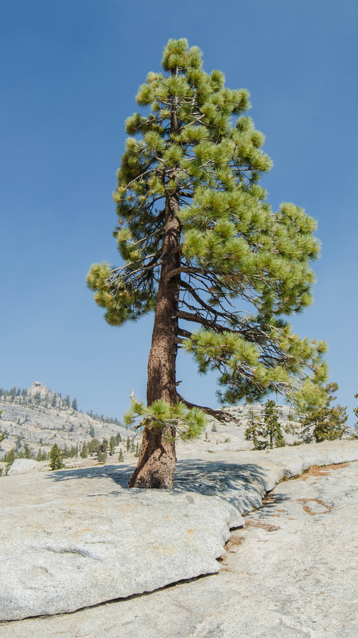 Samyang 14mm F2.8 ED AS IF UMC sample photo. Yosemite photography