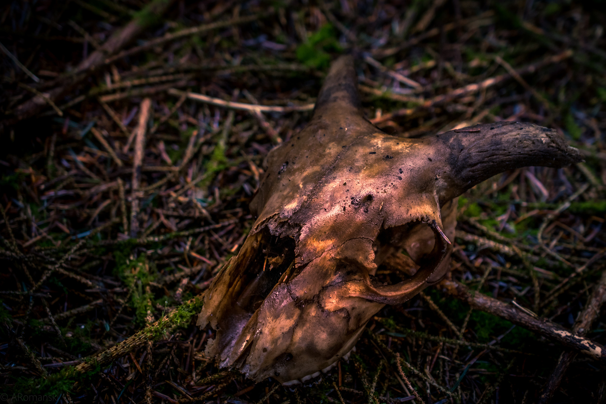 Nikon D5300 sample photo. Animal skull in the forest photography