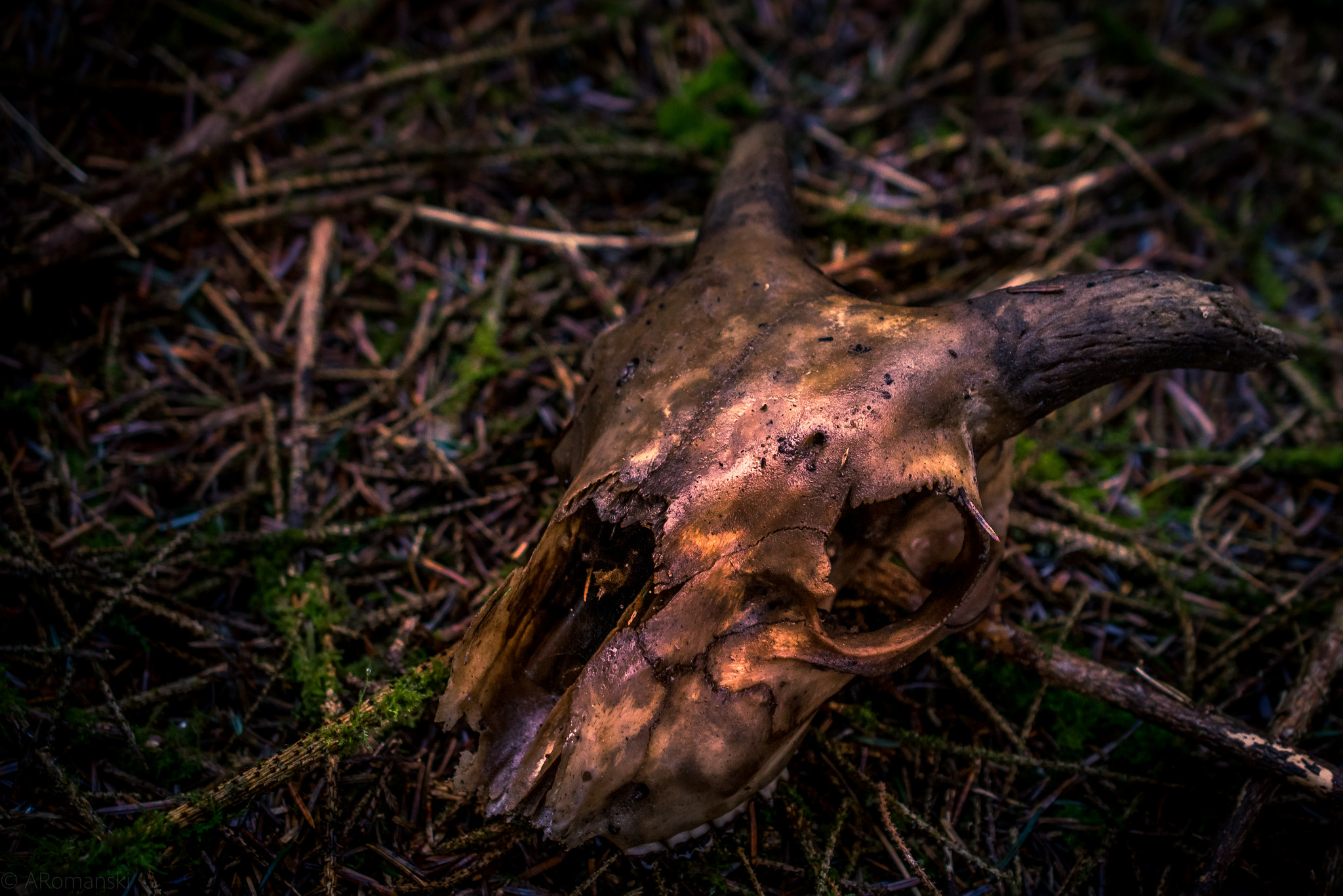 Nikon AF-S DX Micro Nikkor 40mm F2.8 sample photo. Animal skull in the forest photography