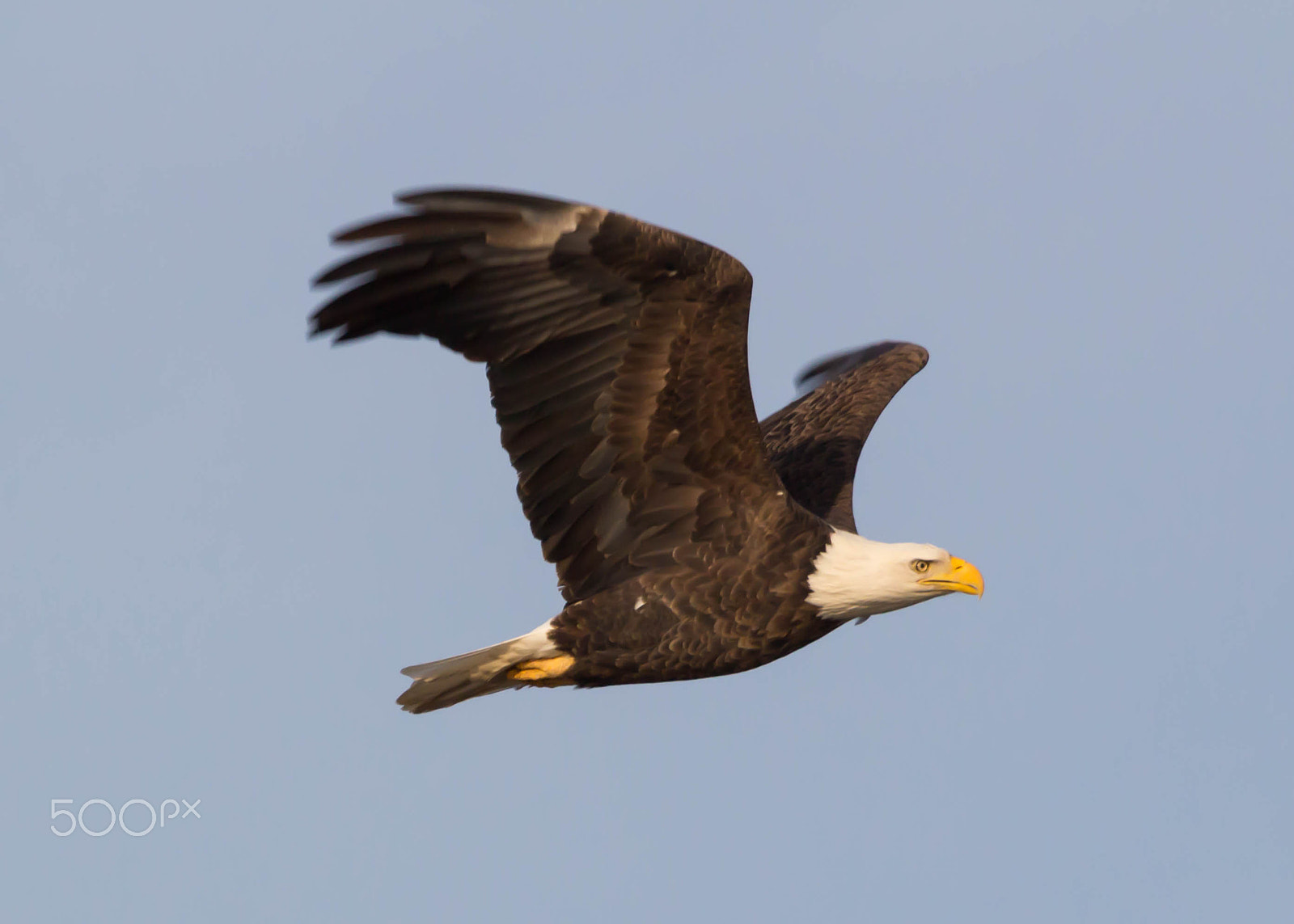Canon EOS 100D (EOS Rebel SL1 / EOS Kiss X7) + Tamron SP 70-300mm F4-5.6 Di VC USD sample photo. Bald eagle fly by photography
