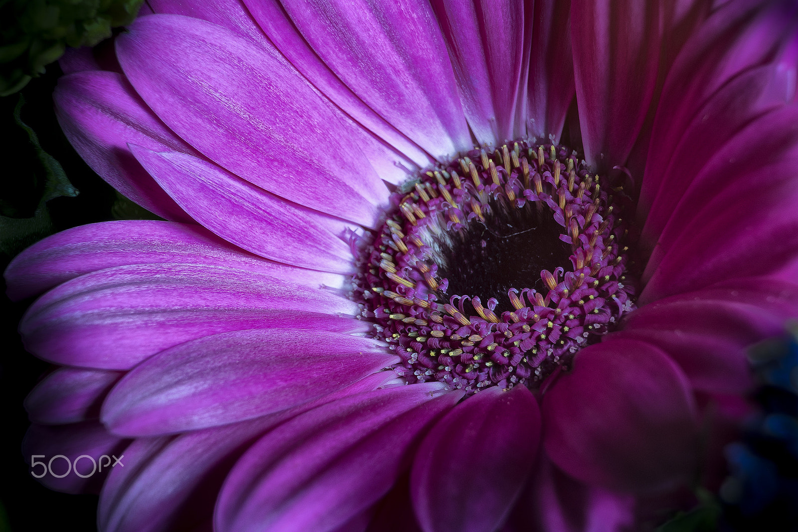 Sony FE 28-70mm F3.5-5.6 OSS sample photo. Pink flower macro photography