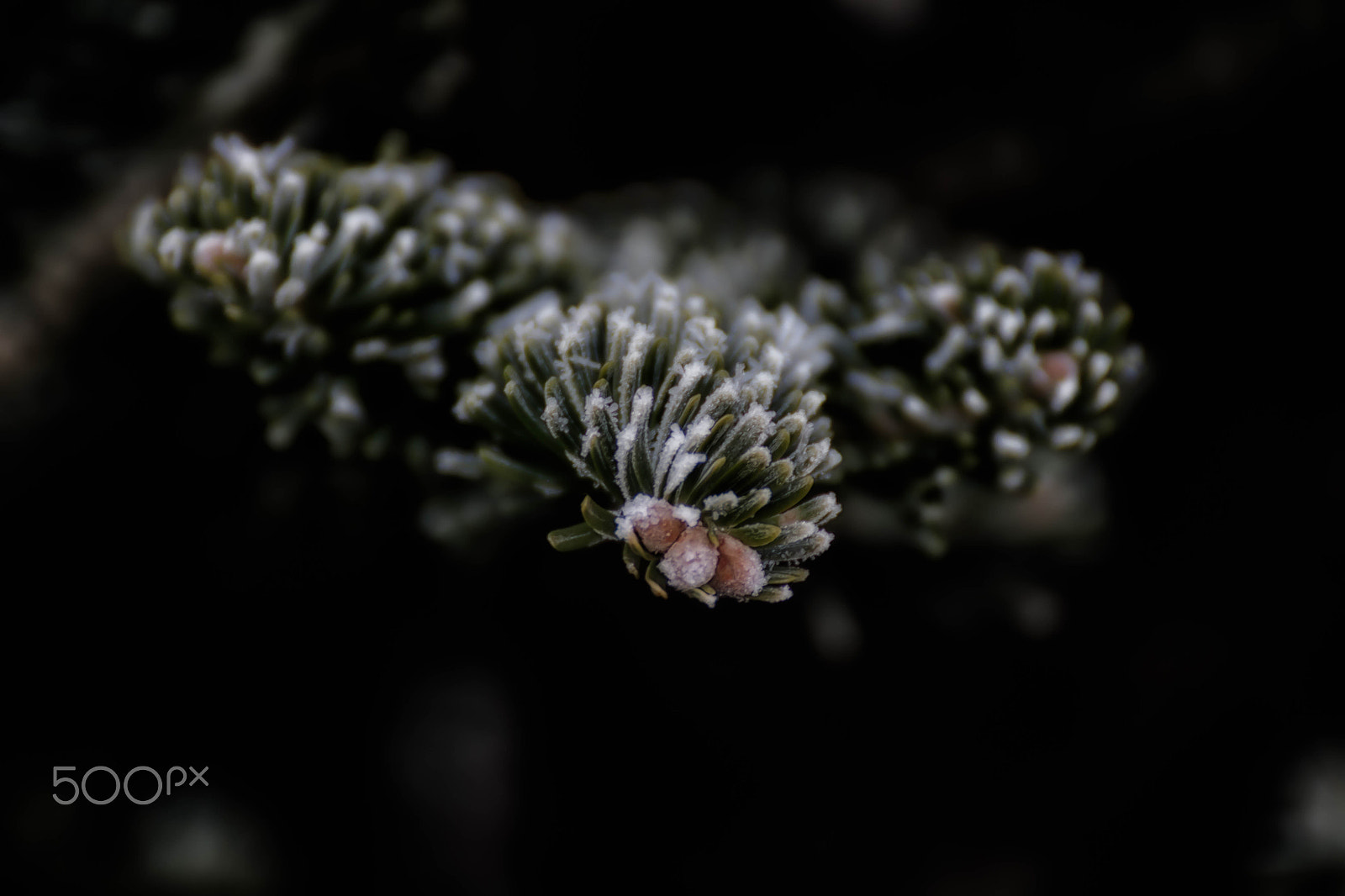 Canon EOS 100D (EOS Rebel SL1 / EOS Kiss X7) sample photo. Pine close-up photography
