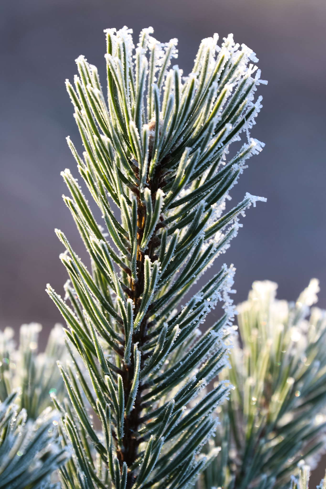 Canon EF 70-300mm F4-5.6L IS USM sample photo. Cold morning... photography