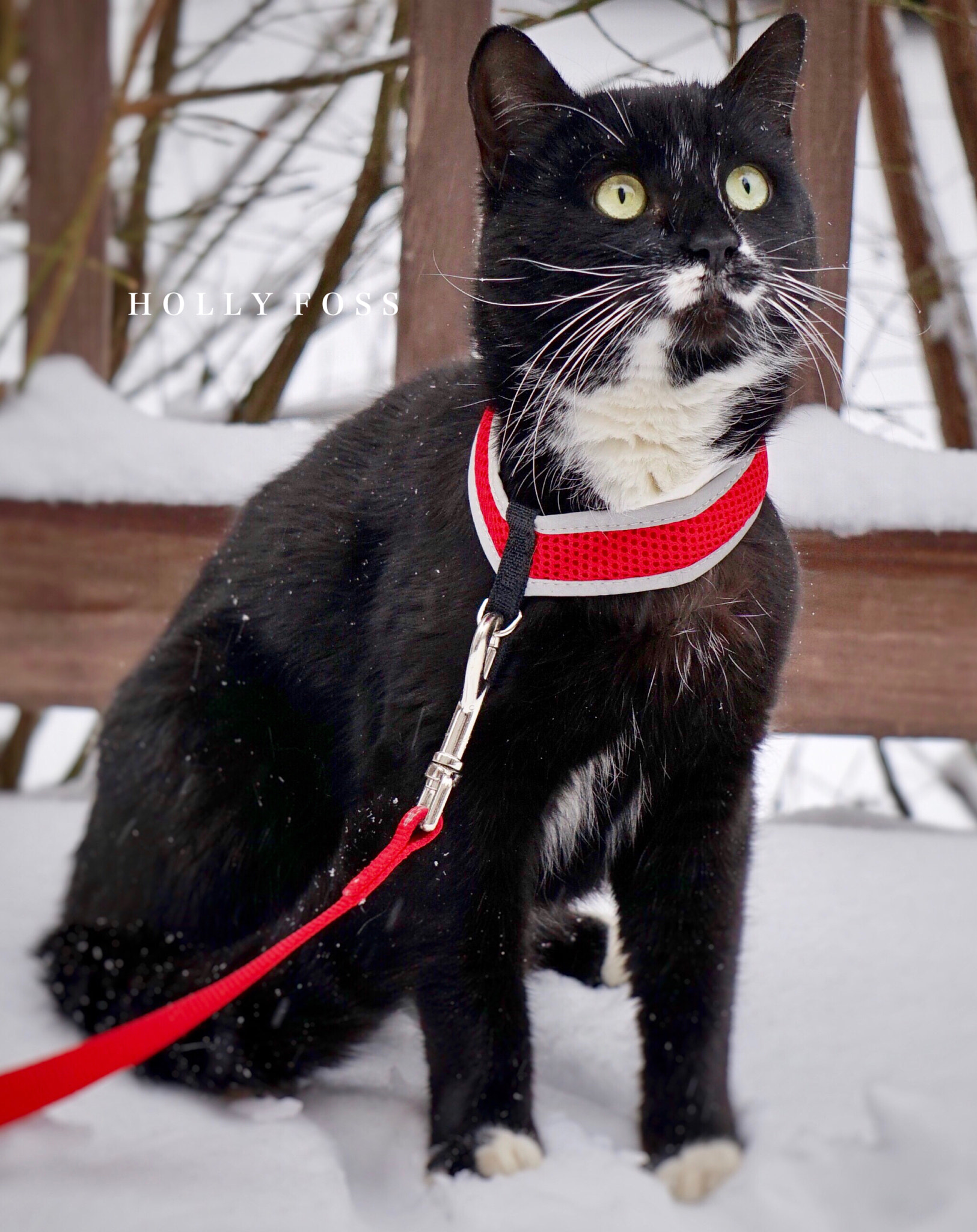 Sony E 55-210mm F4.5-6.3 OSS sample photo. Otis! photography