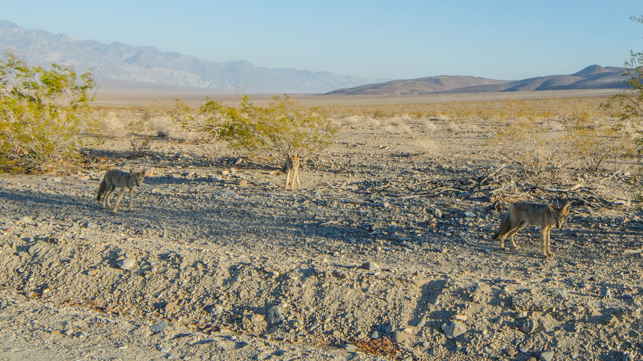 Samyang 14mm F2.8 ED AS IF UMC sample photo. Death valley photography