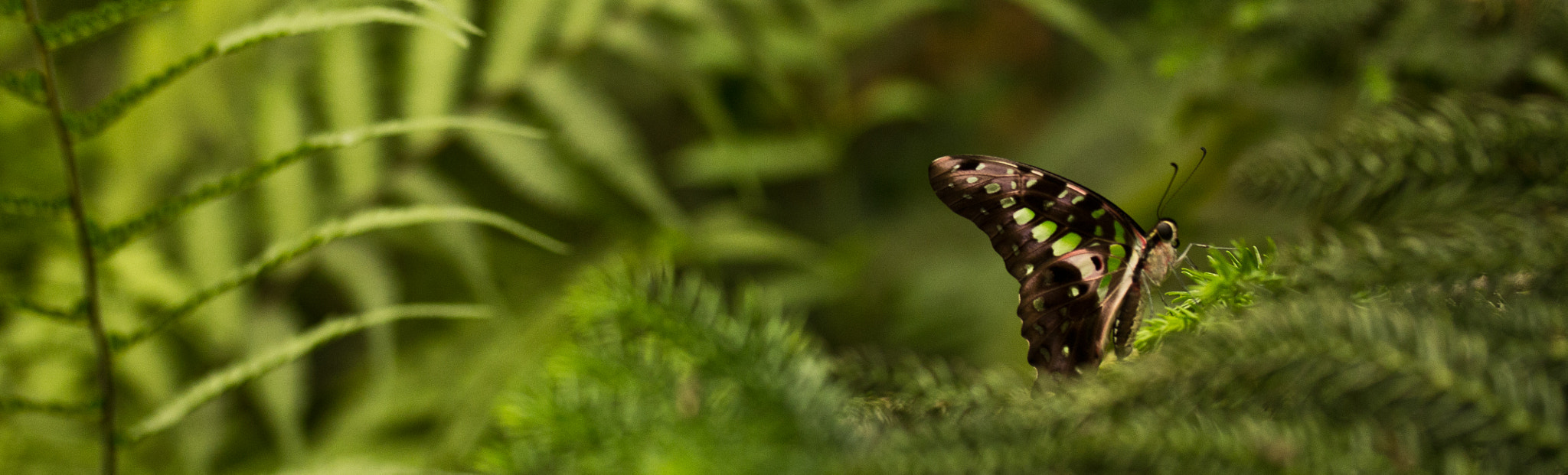 Canon EF-S 60mm F2.8 Macro USM sample photo. Butterflys photography