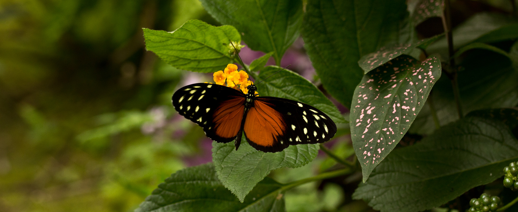 Canon EOS 60D sample photo. Butterflys photography