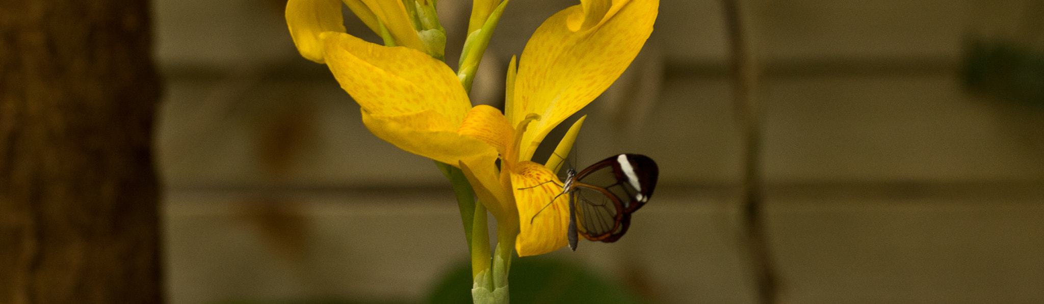 Canon EF-S 60mm F2.8 Macro USM sample photo. Butterflys photography