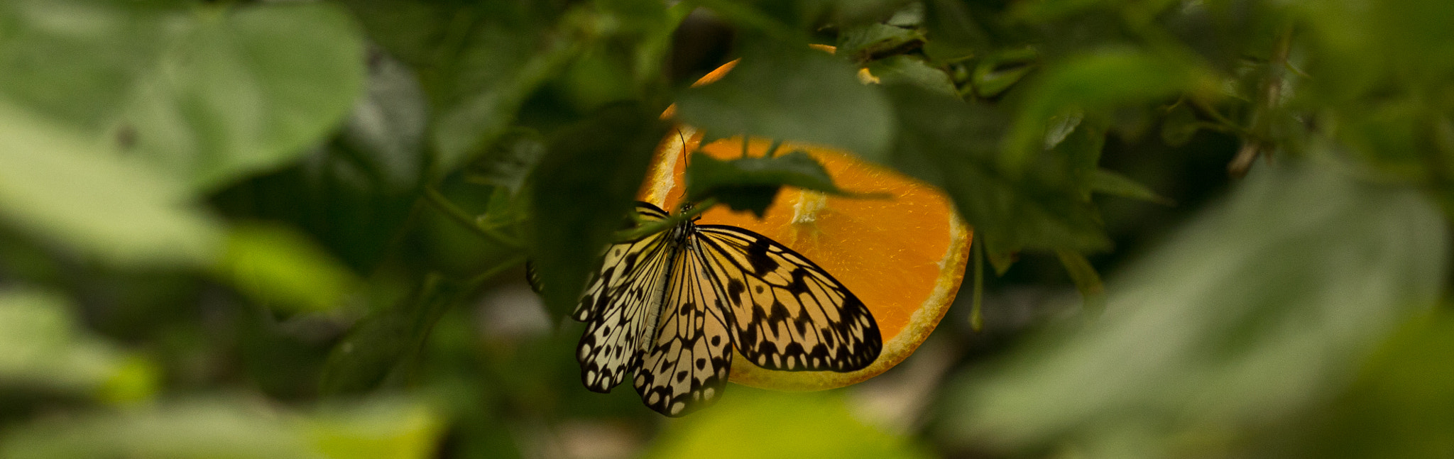 Canon EF-S 60mm F2.8 Macro USM sample photo. Butterflys photography