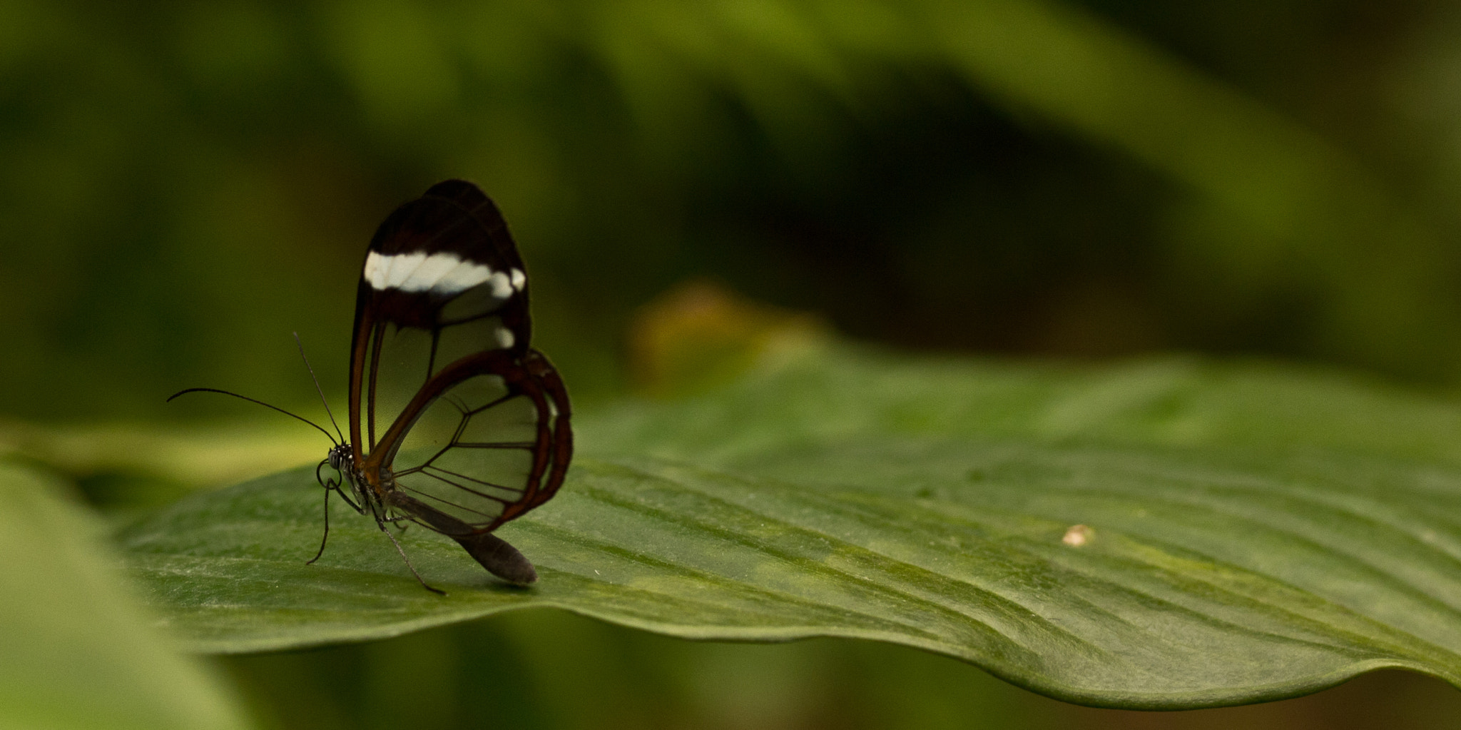 Canon EF-S 60mm F2.8 Macro USM sample photo. Butterflys photography