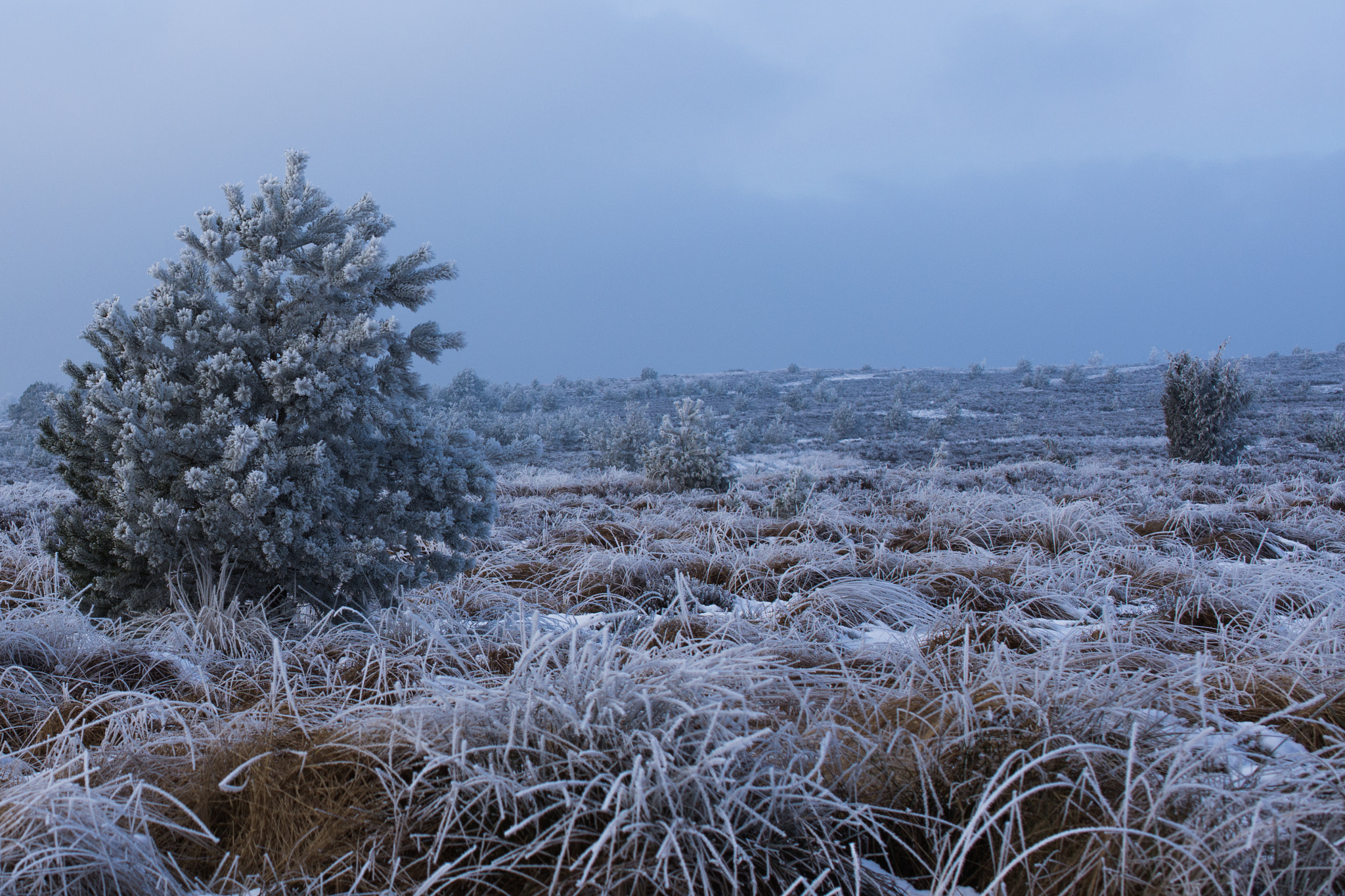 Nikon AF-S DX Micro Nikkor 40mm F2.8 sample photo. Frost flowers photography