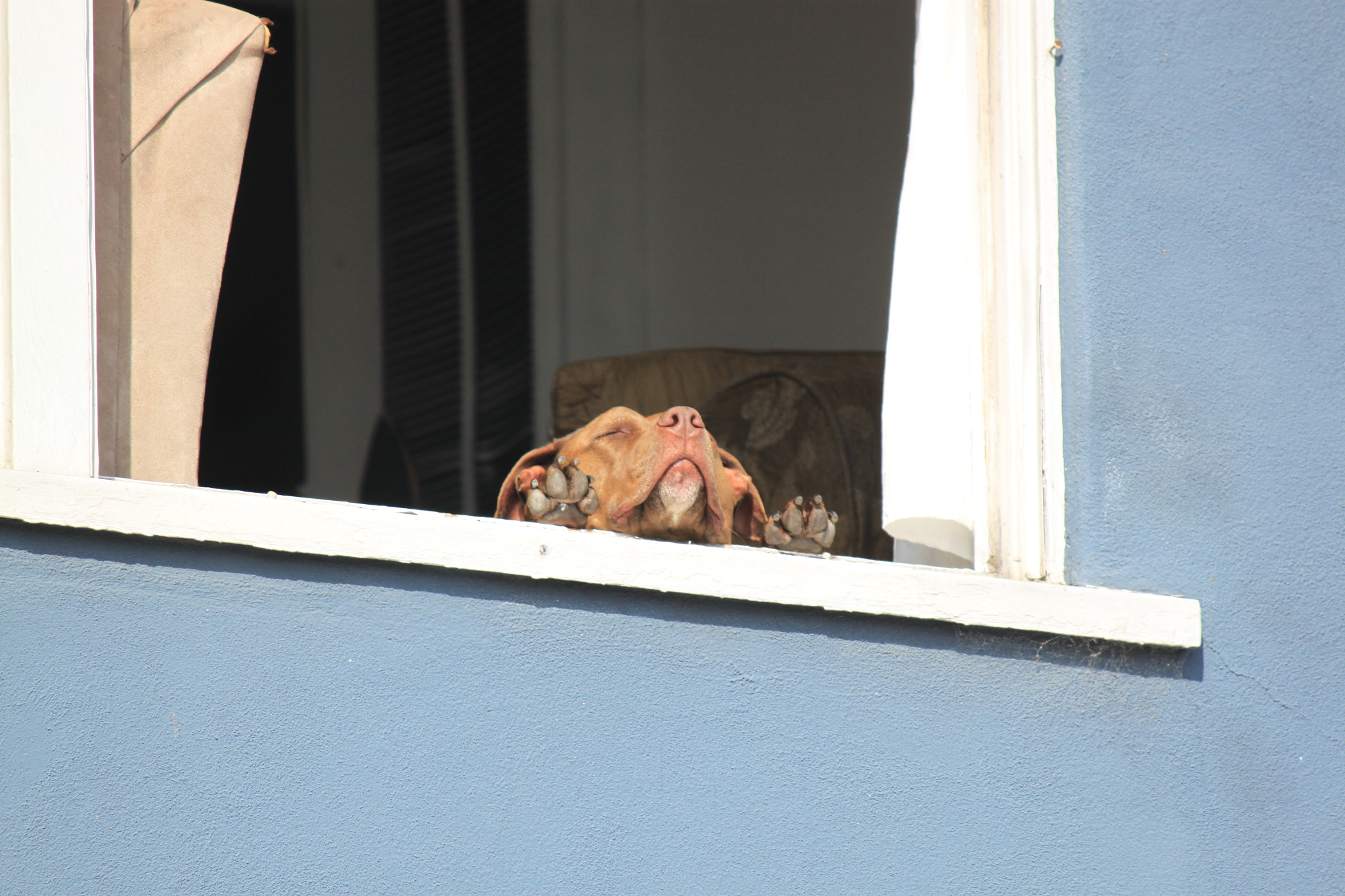 Canon EF-S 55-250mm F4-5.6 IS sample photo. Dog in sun photography