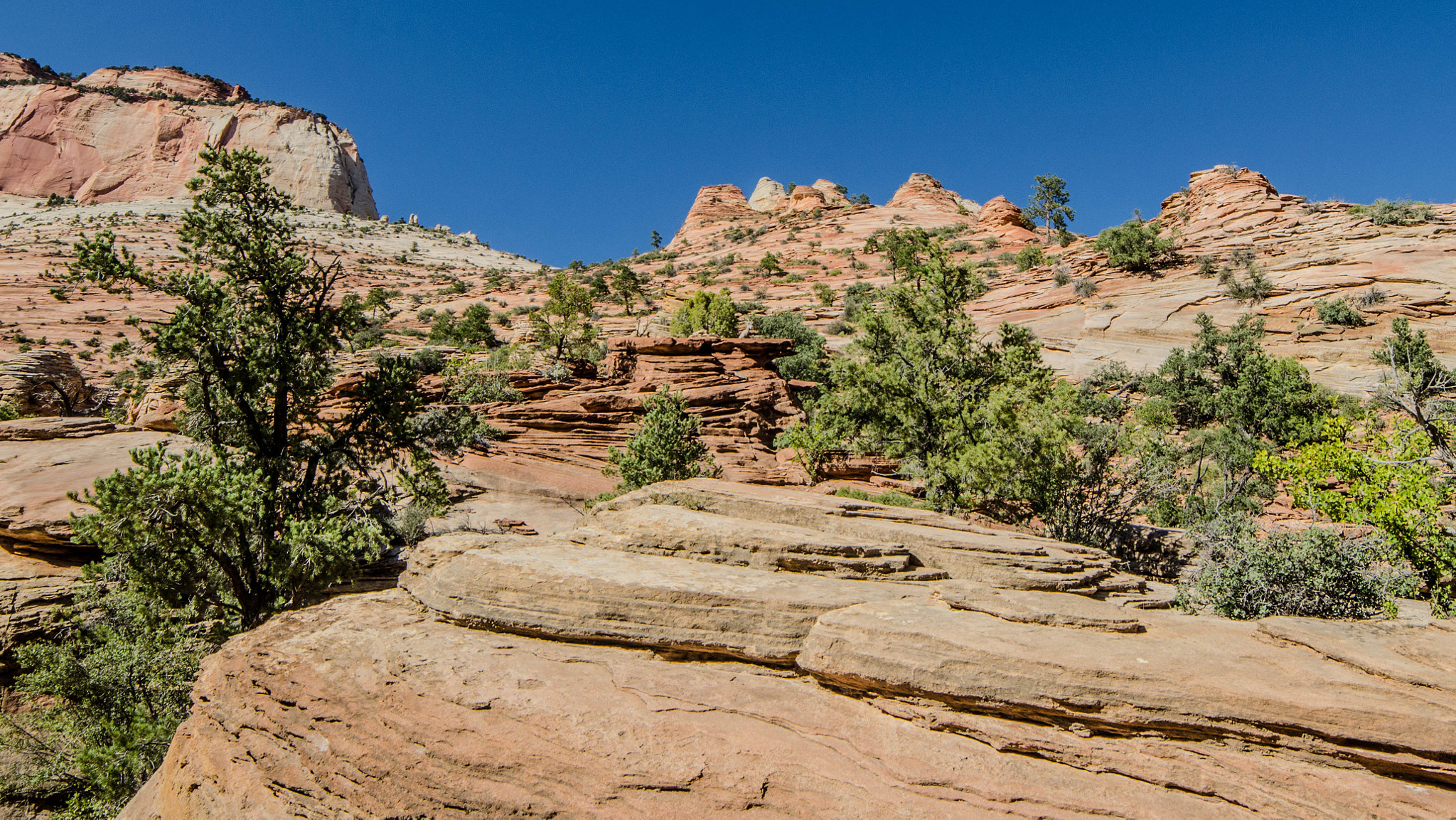 Samyang 14mm F2.8 ED AS IF UMC sample photo. Zion park photography