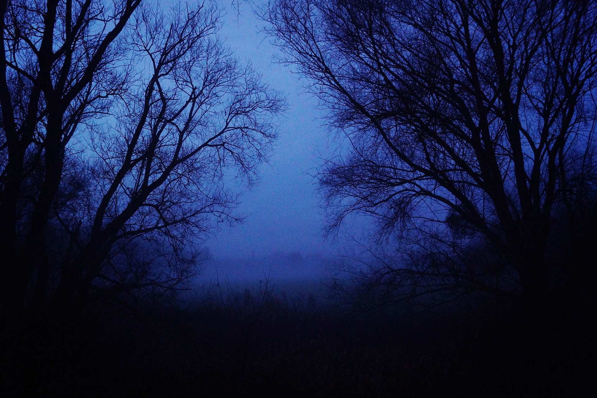 Sony SLT-A65 (SLT-A65V) + Sony DT 18-55mm F3.5-5.6 SAM sample photo. << in the woods >> photography