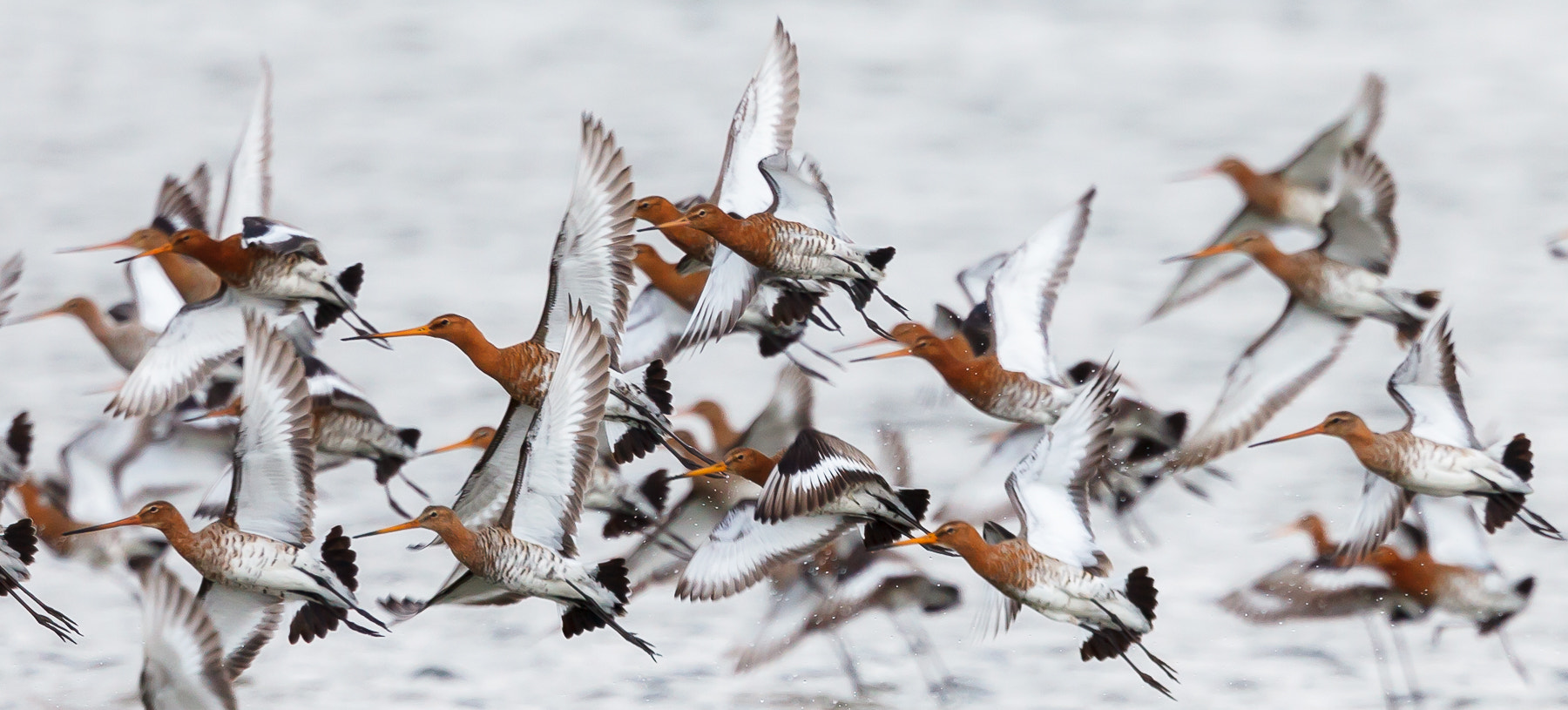 Canon EOS 5D Mark II sample photo. Black tailed godwits photography