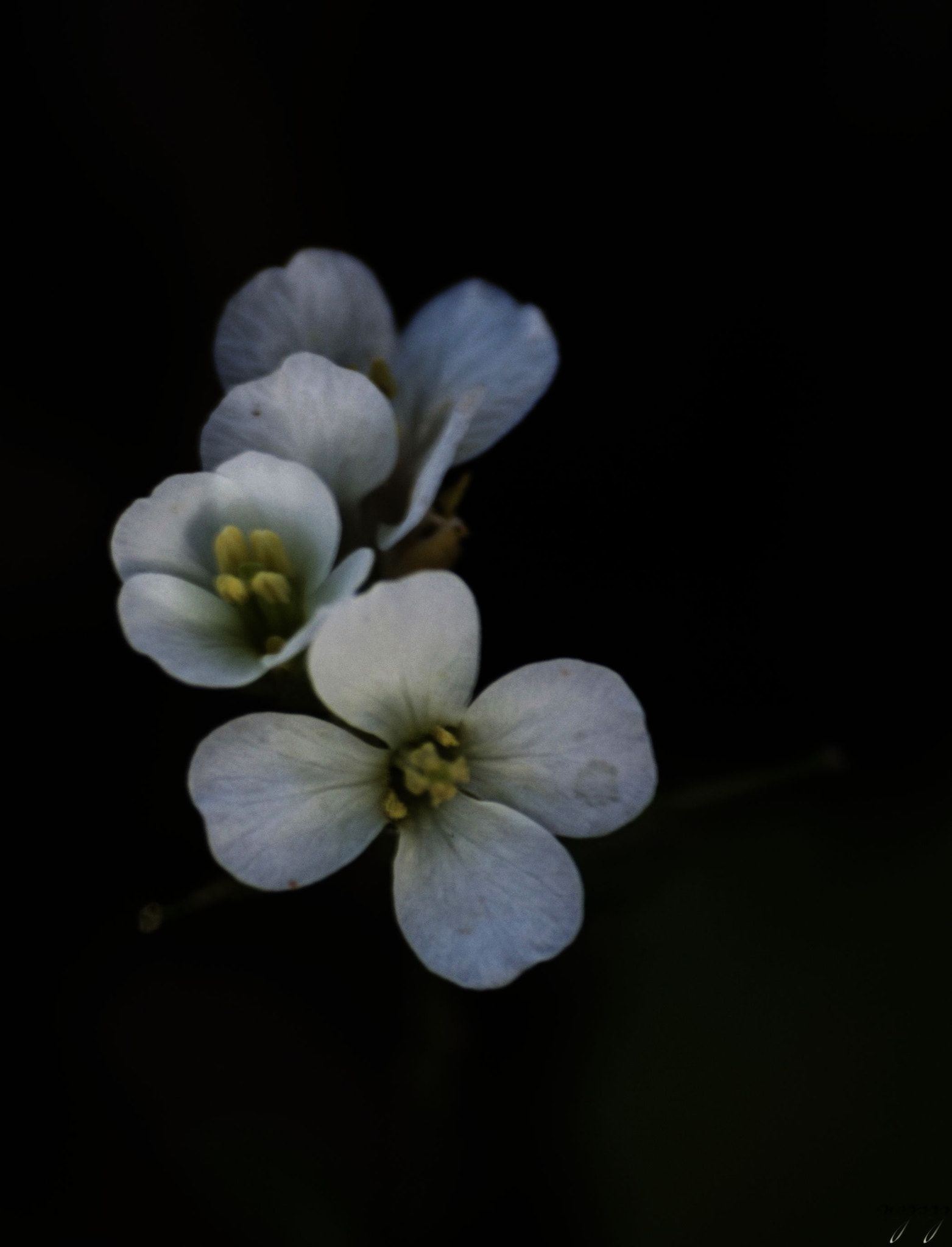 Sigma 70-300mm F4-5.6 APO Macro Super II sample photo. Soft focus* photography