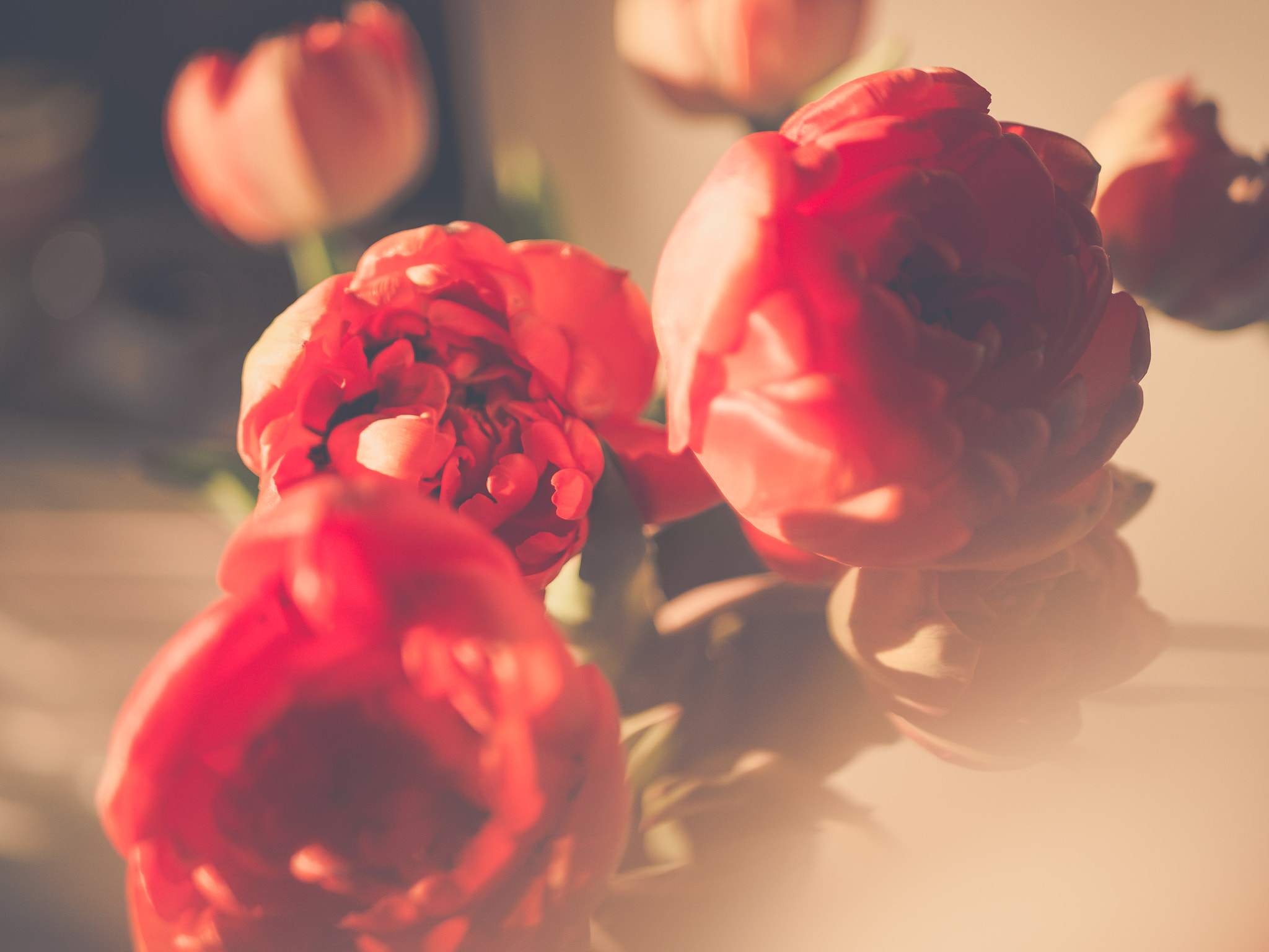 Olympus OM-D E-M10 + LUMIX G 25/F1.7 sample photo. Sweet red.. photography