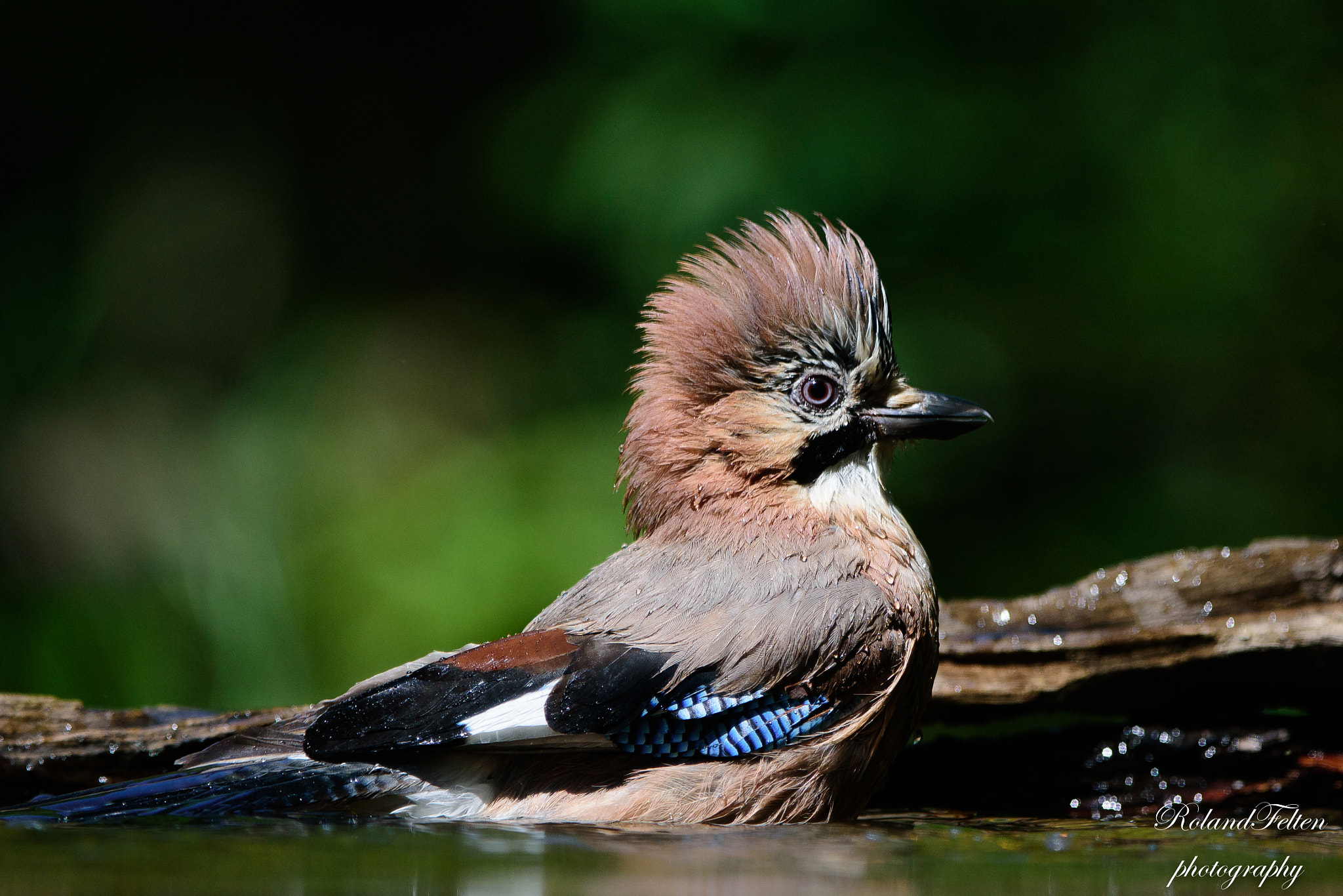 Nikon D7200 + Nikon AF-S Nikkor 200-400mm F4G ED-IF VR sample photo. Bathing jay photography