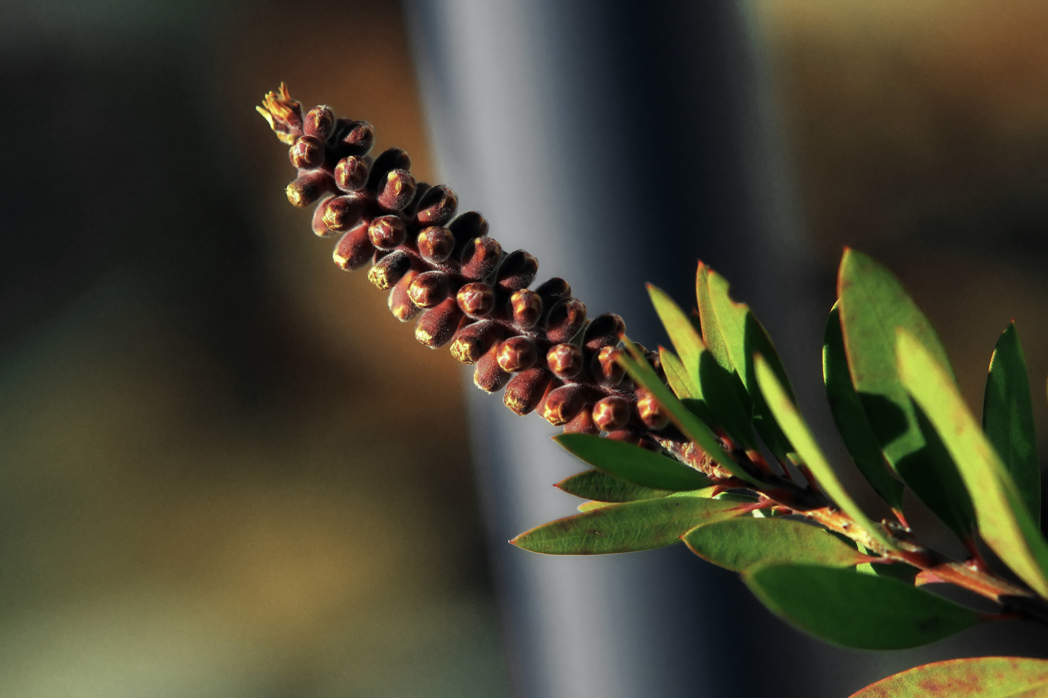 Sony Sonnar T* 135mm F1.8 ZA sample photo. Winter blossom & steel photography