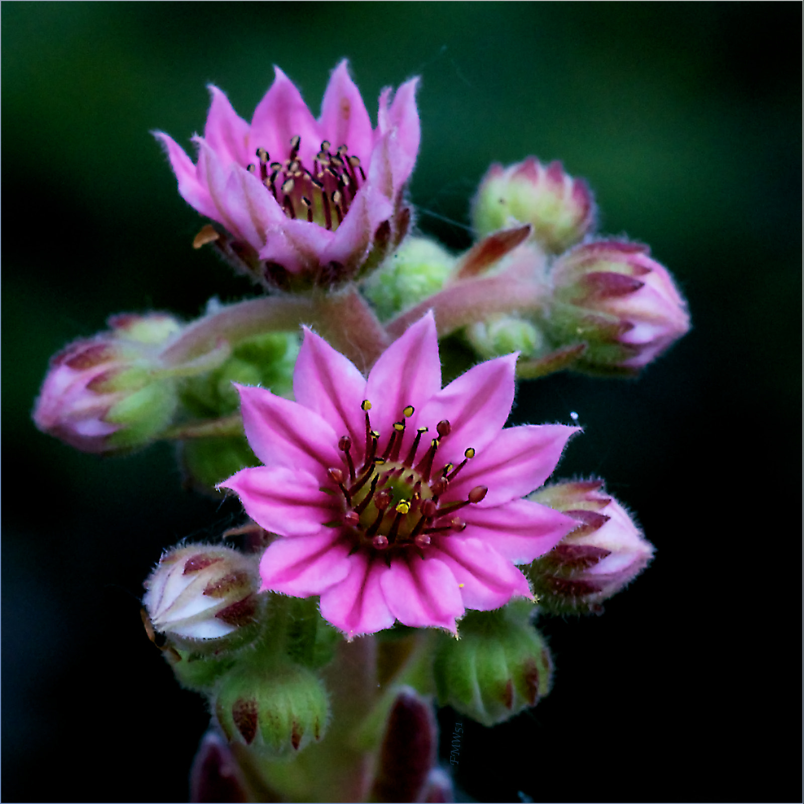 Sony SLT-A55 (SLT-A55V) + Sony 100mm F2.8 Macro sample photo. Sempervivum tectorum photography