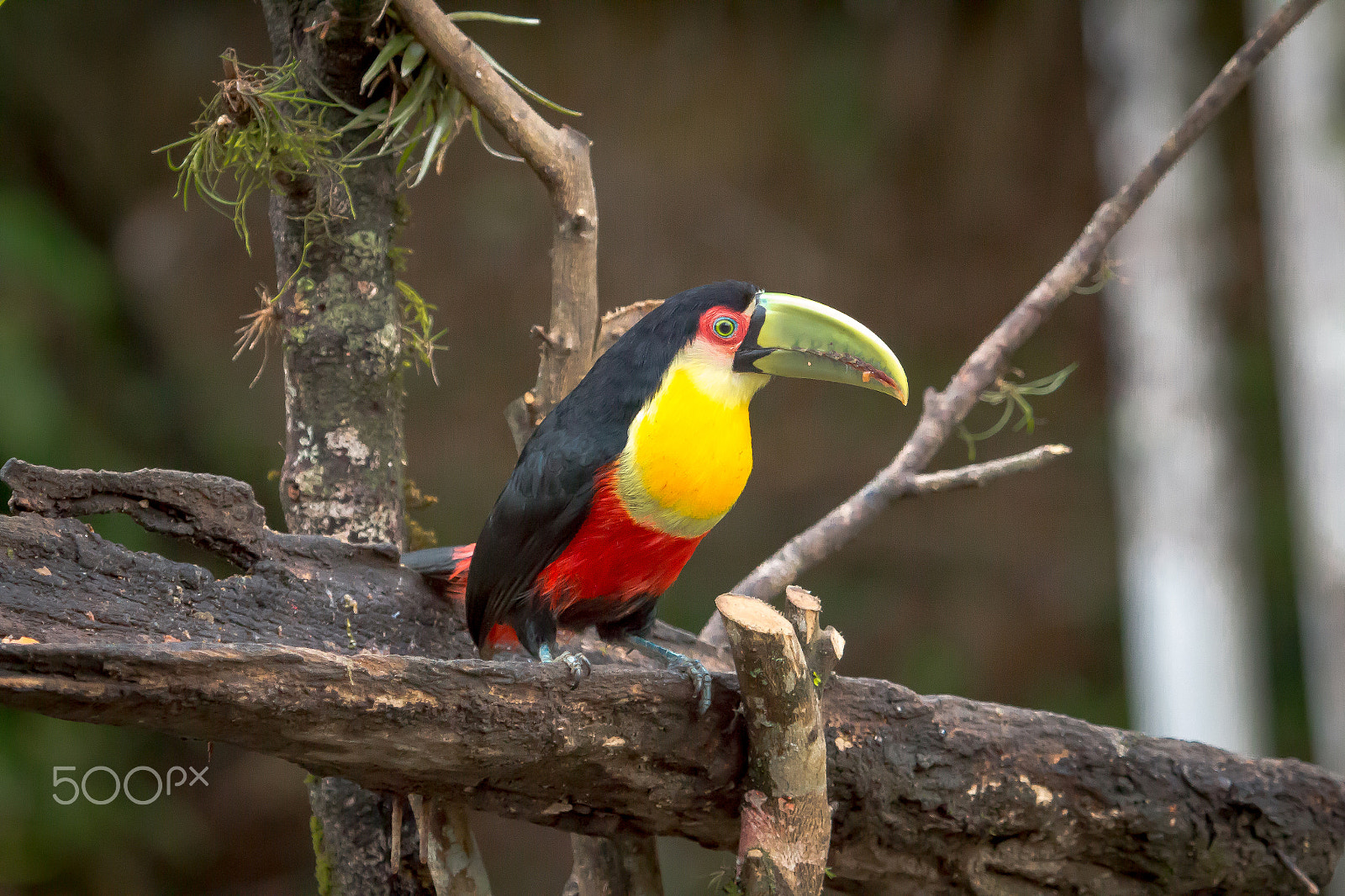 Canon EOS 700D (EOS Rebel T5i / EOS Kiss X7i) + Canon EF 100-400mm F4.5-5.6L IS USM sample photo. Red-breasted toucan (ramphastos dicolorus) photography