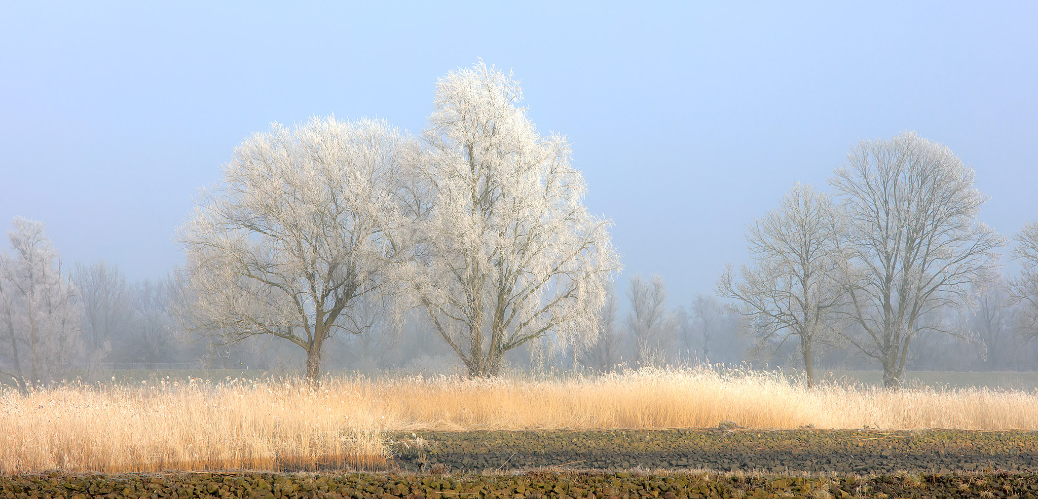 Canon EF 70-200mm F2.8L USM sample photo. Frosted photography
