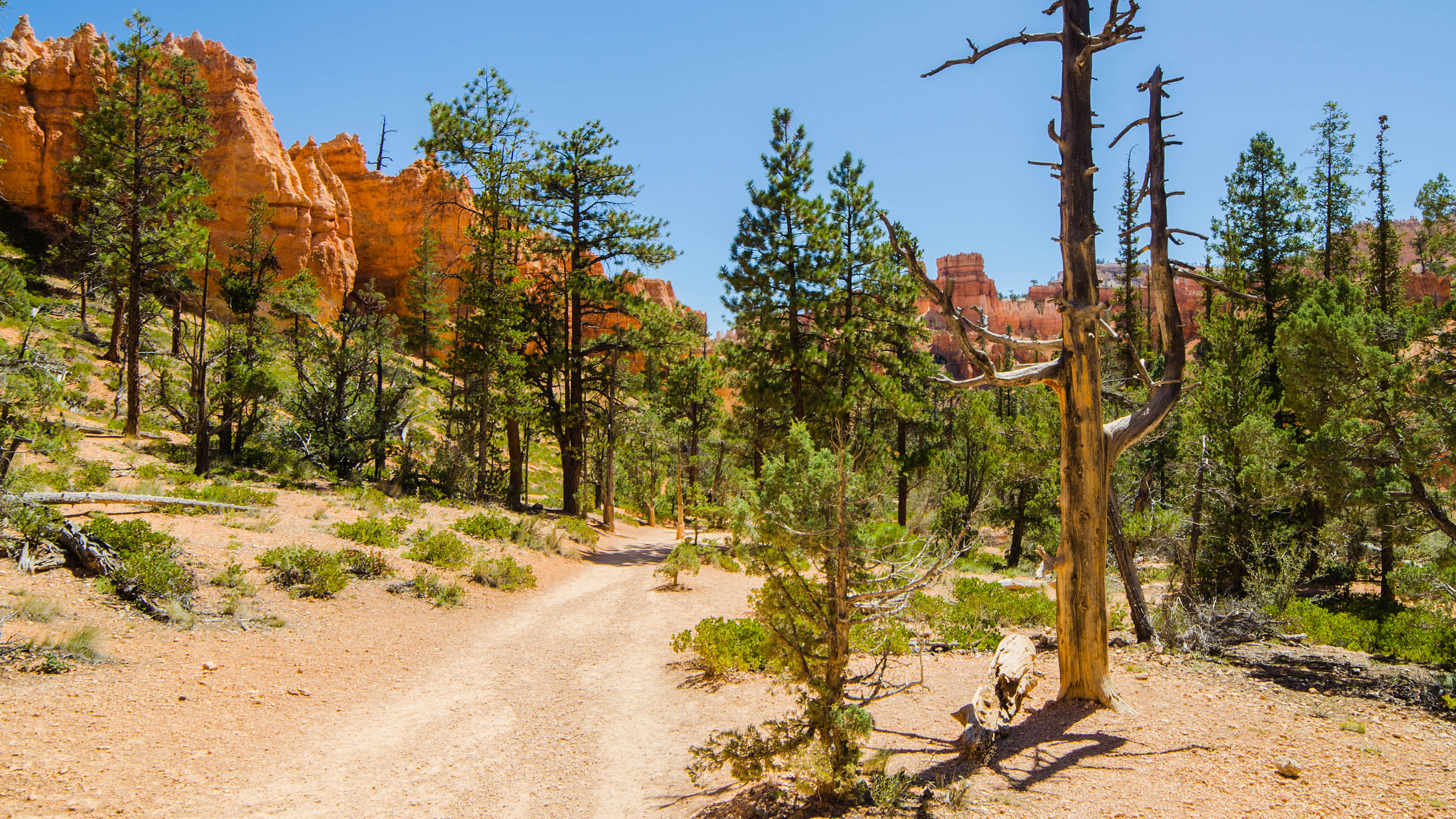Samyang 14mm F2.8 ED AS IF UMC sample photo. Bryce canyon photography