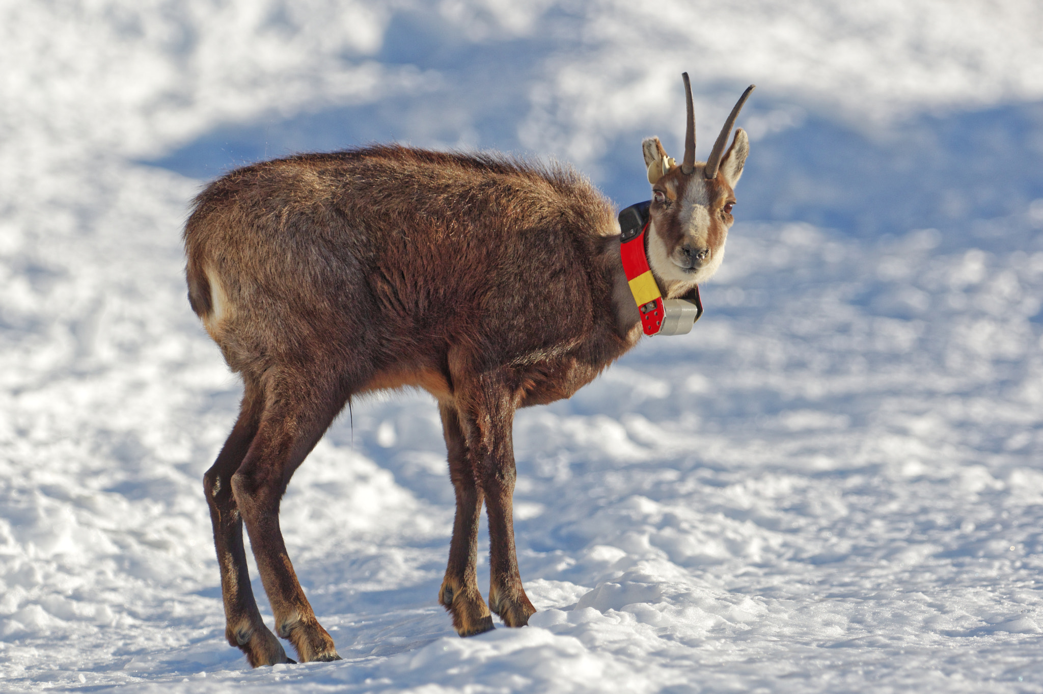 Pentax K-3 sample photo. Camoscio - chamois photography