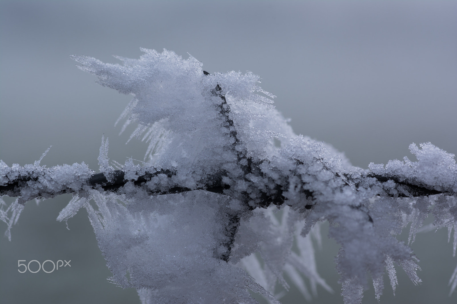 Nikon D7100 sample photo. Frosty wire photography
