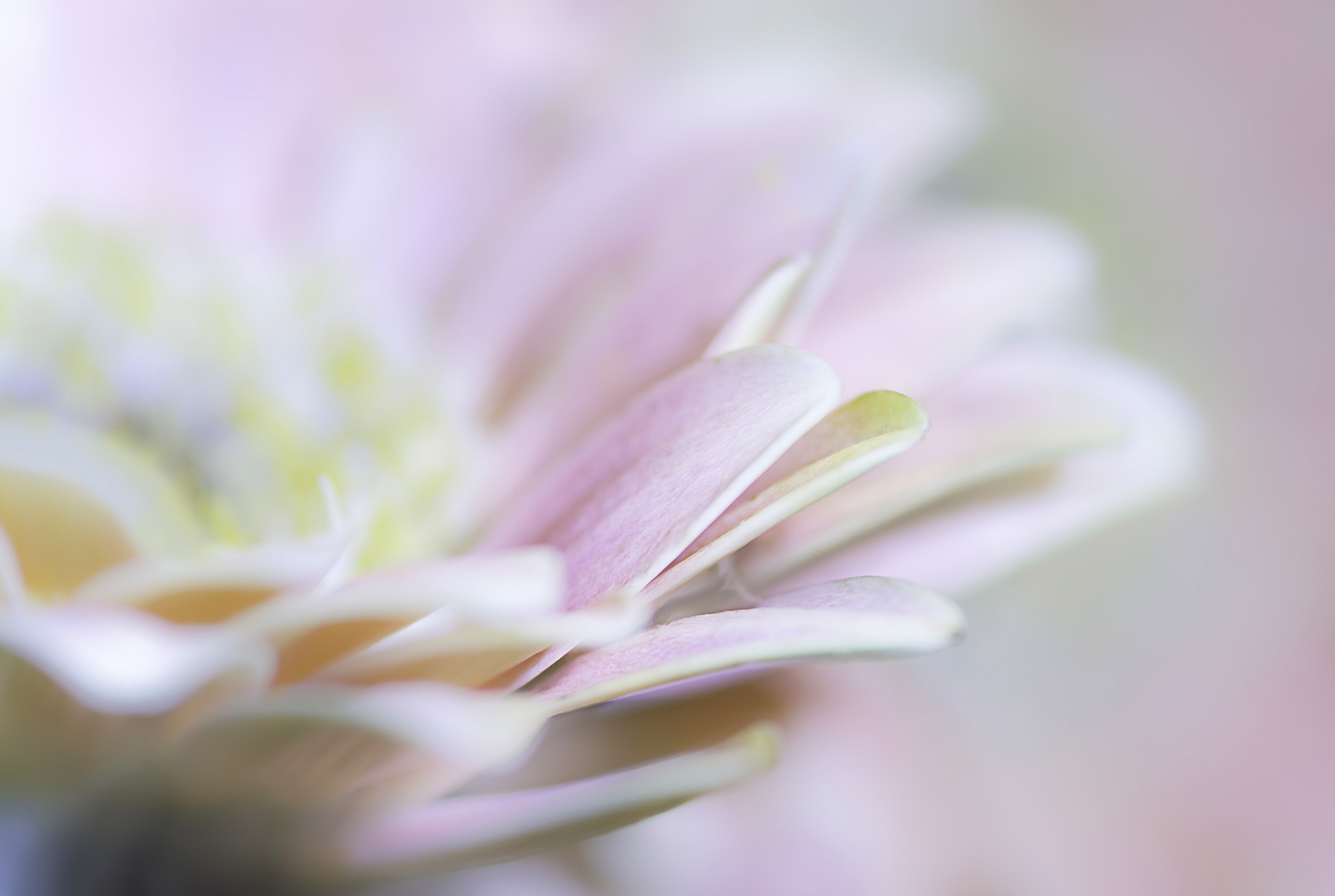 Nikon D7100 + Sigma 105mm F2.8 EX DG Macro sample photo. Pink photography