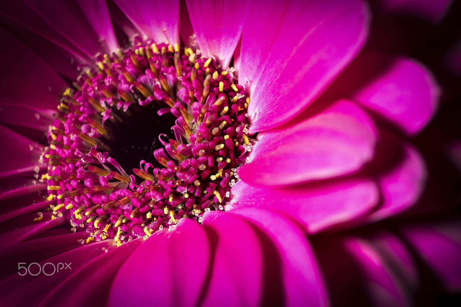 Sony FE 28-70mm F3.5-5.6 OSS sample photo. Pink flower 2 photography