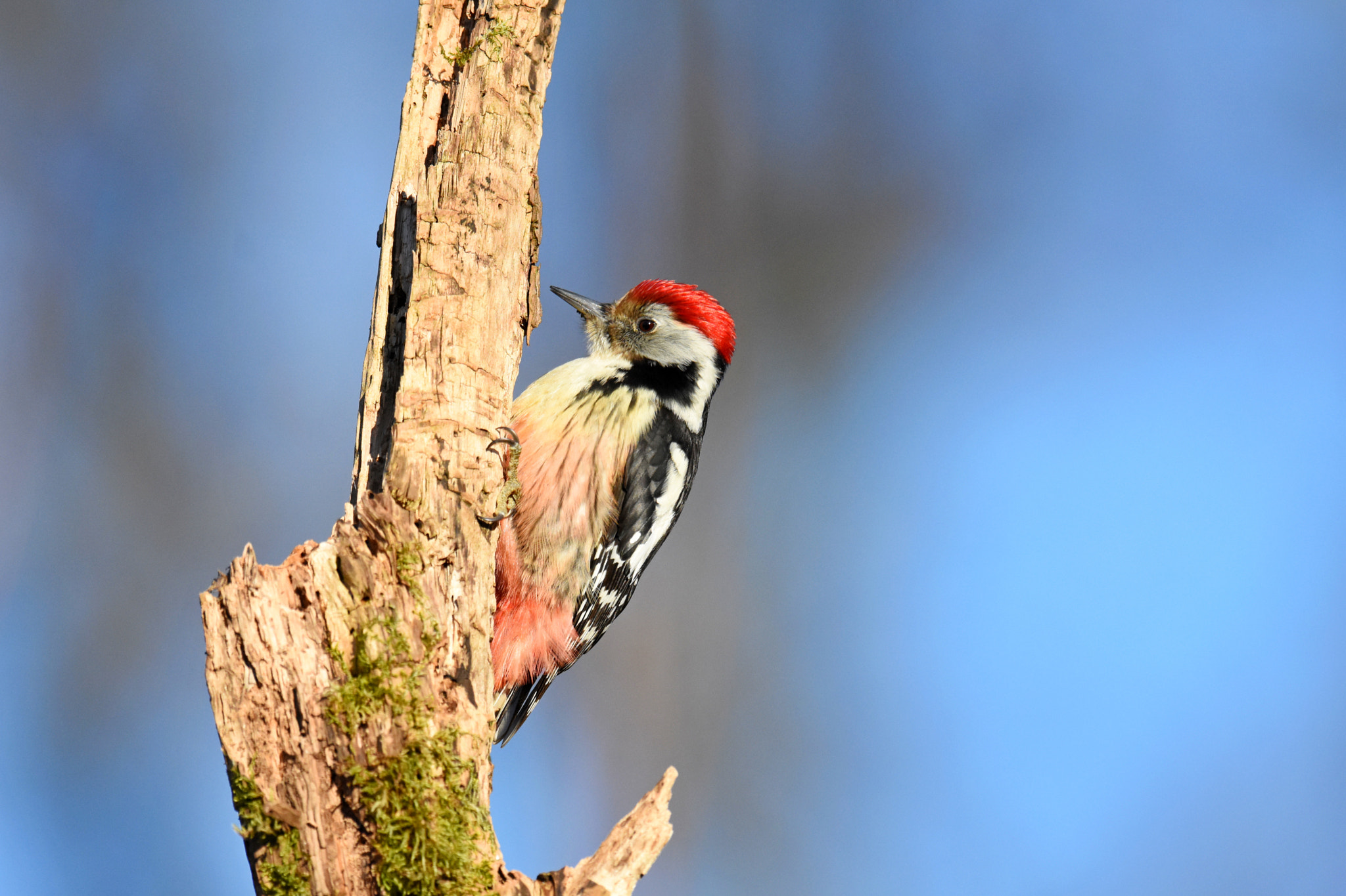 Nikon D7200 + Nikon AF-S Nikkor 600mm F4G ED VR sample photo. Middle spotted woodpecker photography