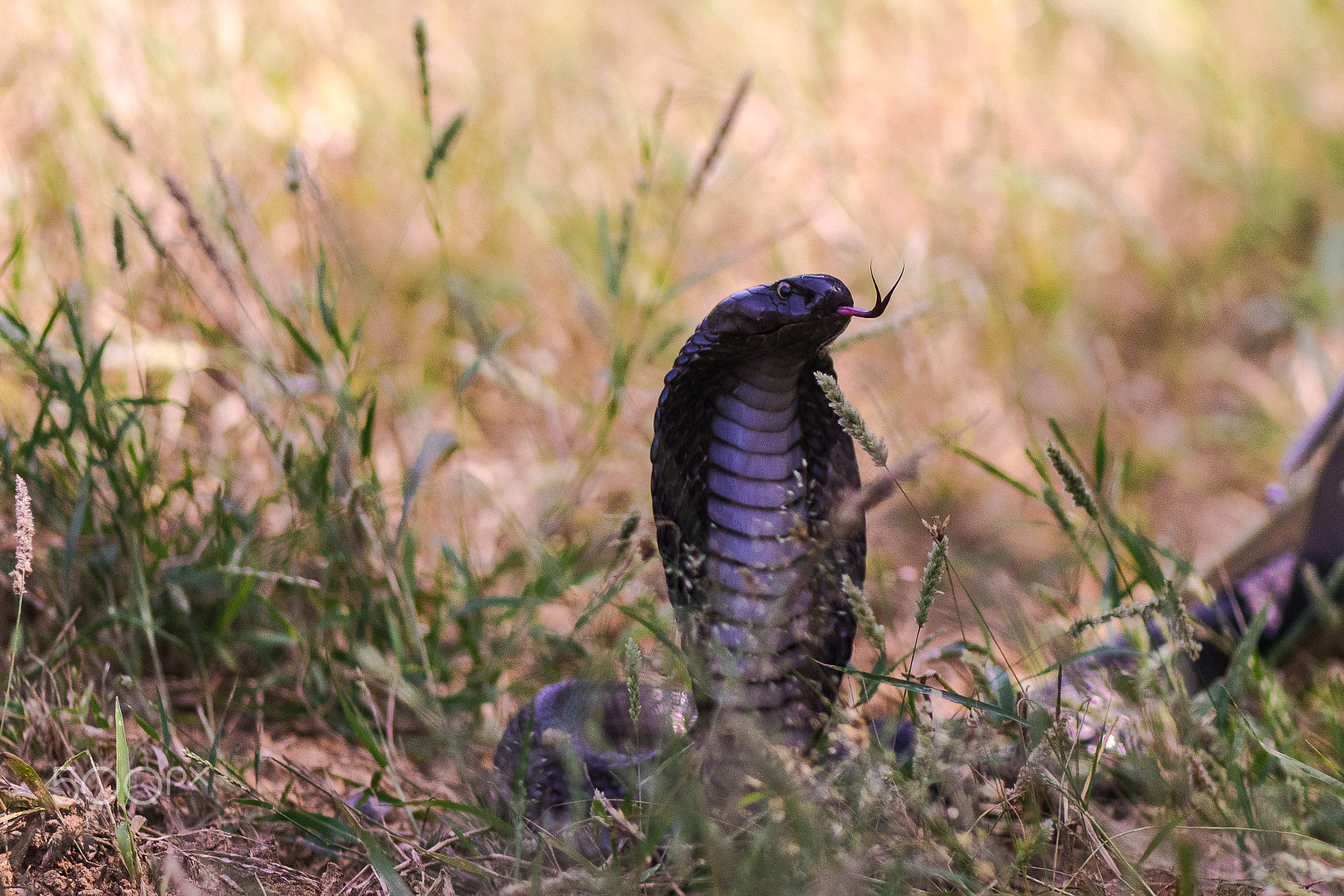 Nikon AF-S Micro-Nikkor 105mm F2.8G IF-ED VR sample photo. Snake ii photography