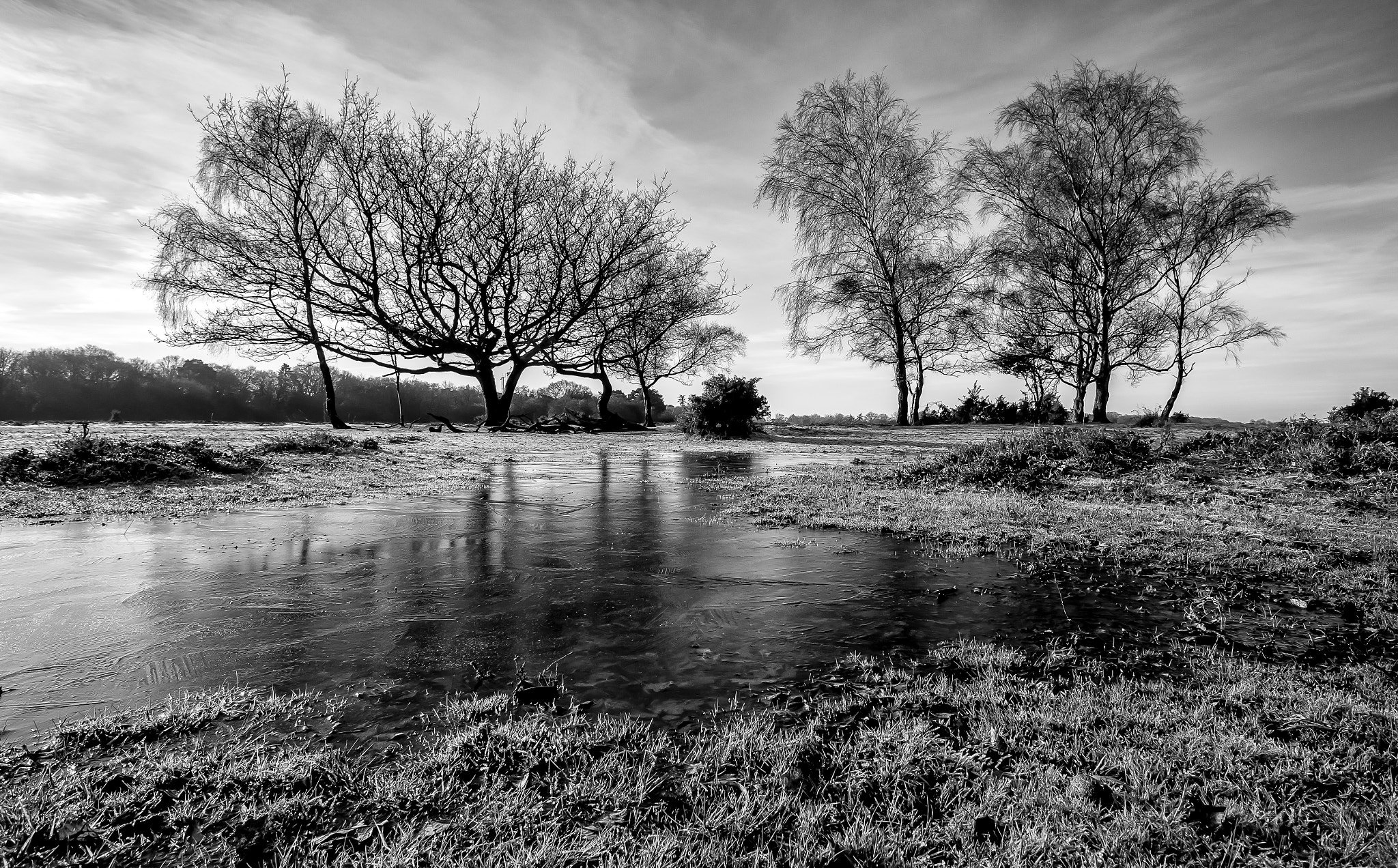 Tokina AT-X Pro 12-24mm F4 (IF) DX sample photo. Winter in the new forest photography