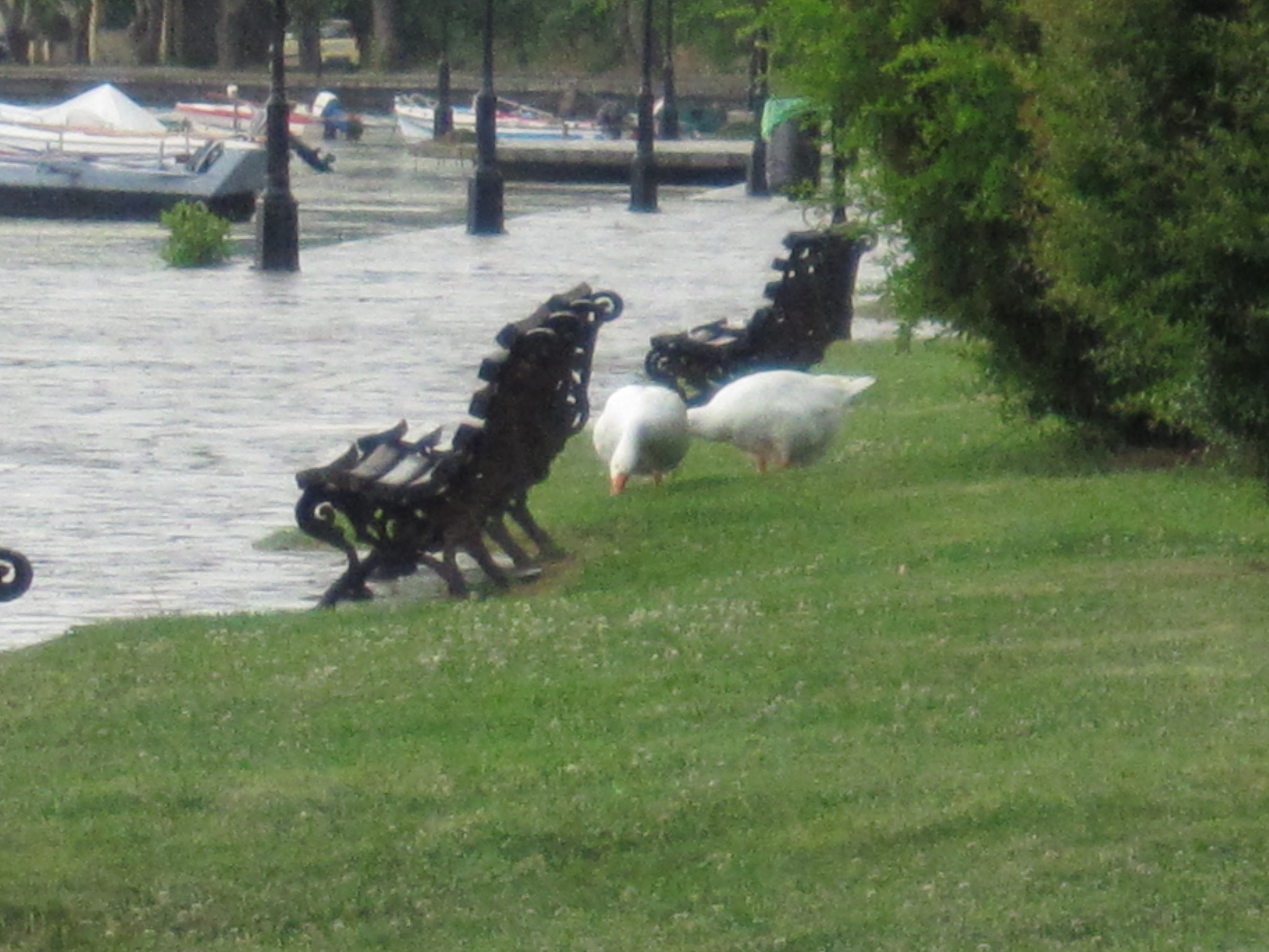 Canon PowerShot SD4000 IS (IXUS 300 HS / IXY 30S) sample photo. Ducks near the lake photography