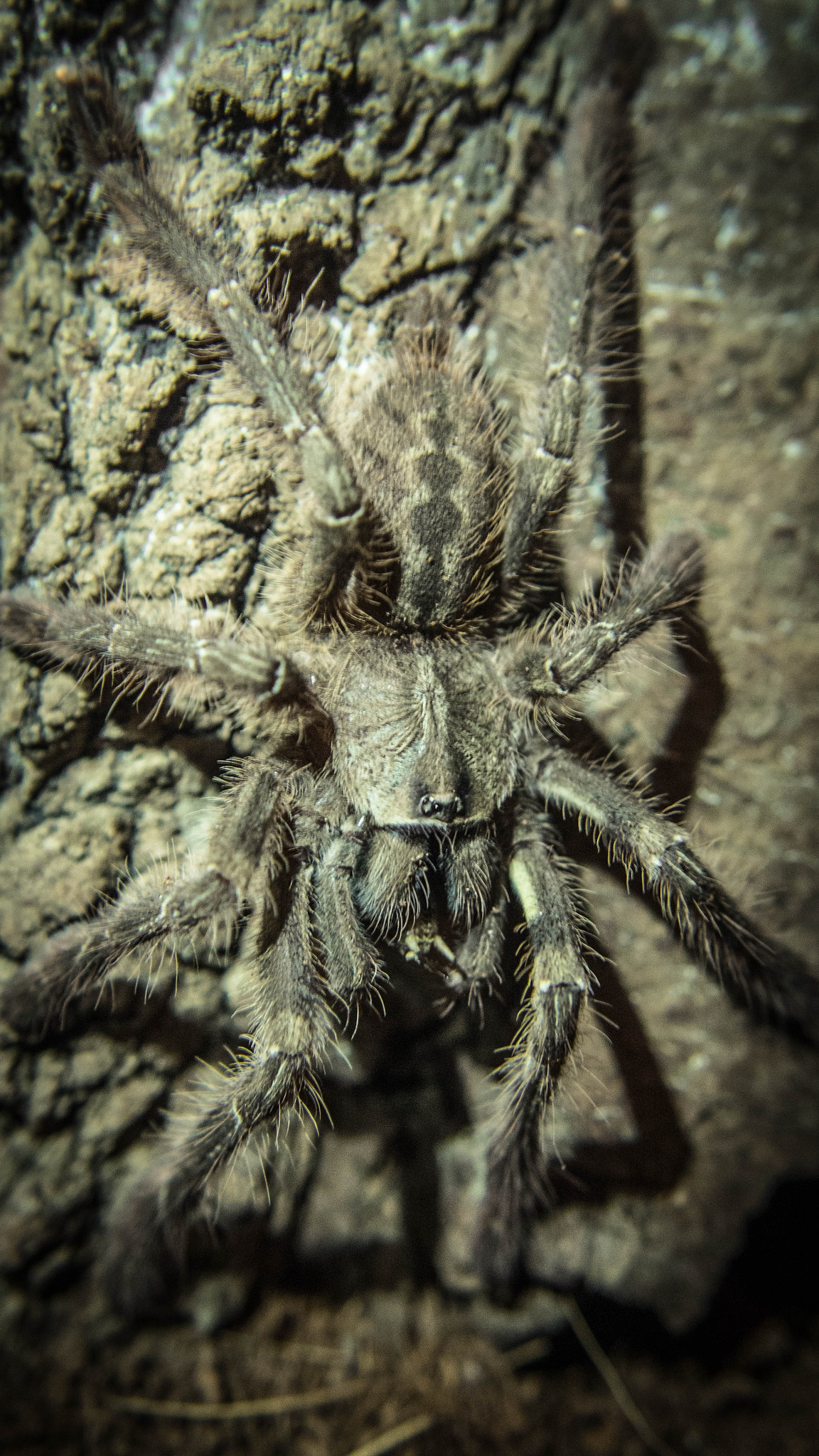Olympus M.Zuiko Digital 14-42mm F3.5-5.6 II R sample photo. Poecilotheria vittata ex. pederseni photography