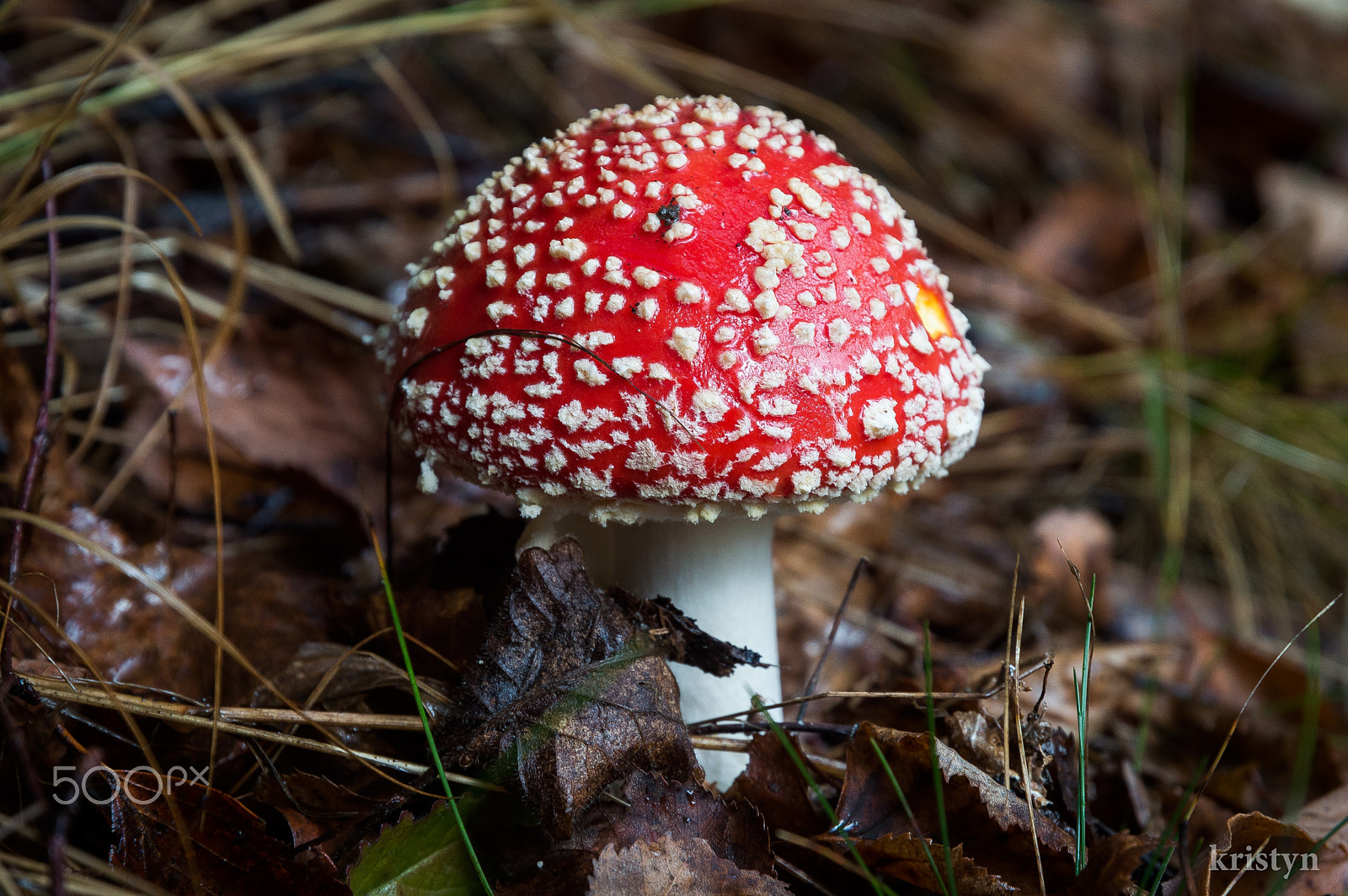 Nikon D3200 sample photo. The red one photography