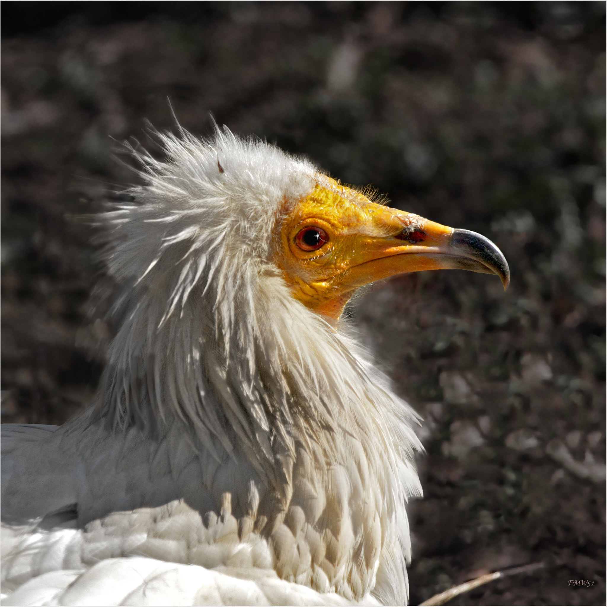 Sony 70-400mm F4-5.6 G SSM sample photo. Schmutzgeier im profil photography