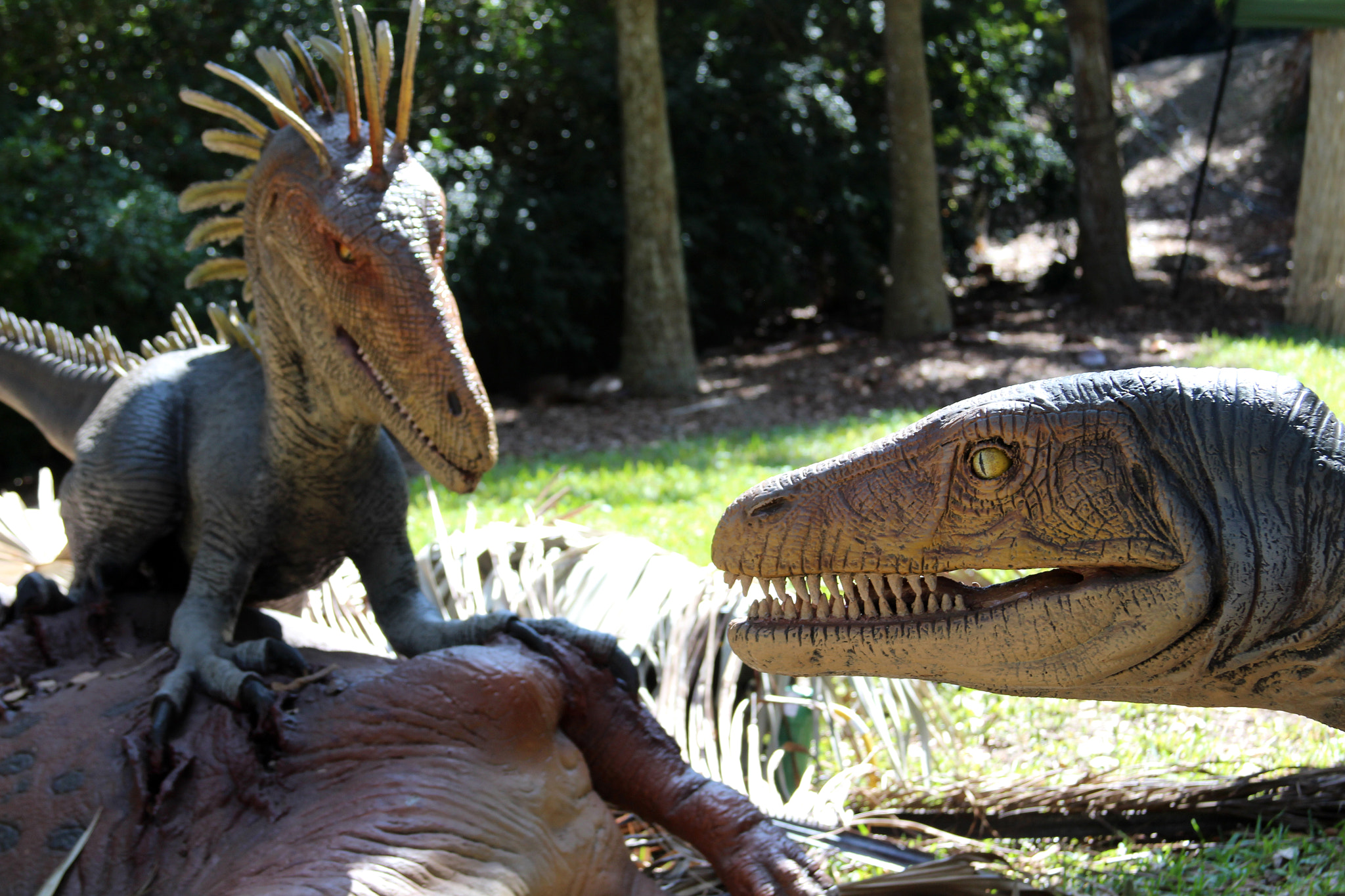Canon EF 28-135mm F3.5-5.6 IS USM sample photo. Austrinus hungry dinosaurs photography