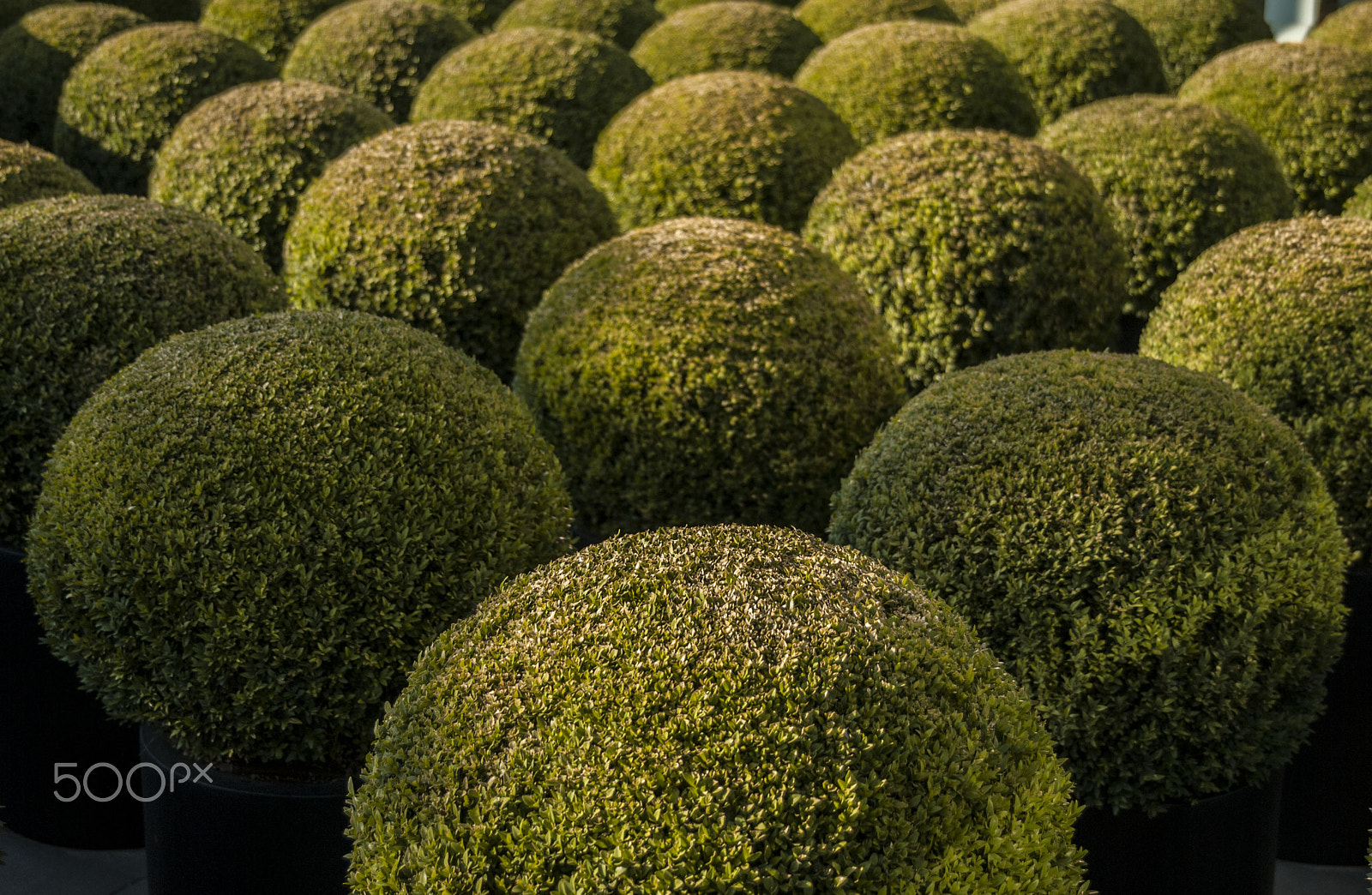 Sigma 24-70mm F2.8 EX DG HSM sample photo. Balls photography