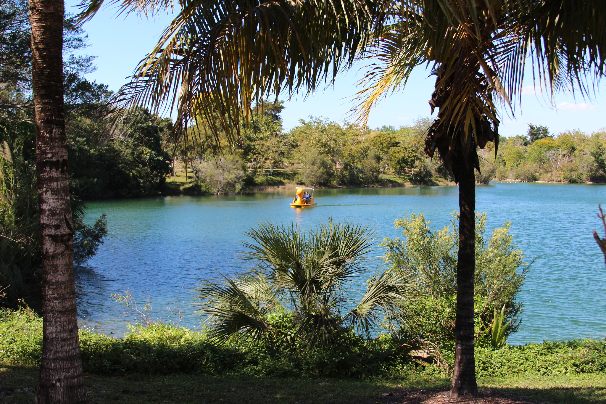 Canon EF 28-135mm F3.5-5.6 IS USM sample photo. Austrinus a big duck is coming photography